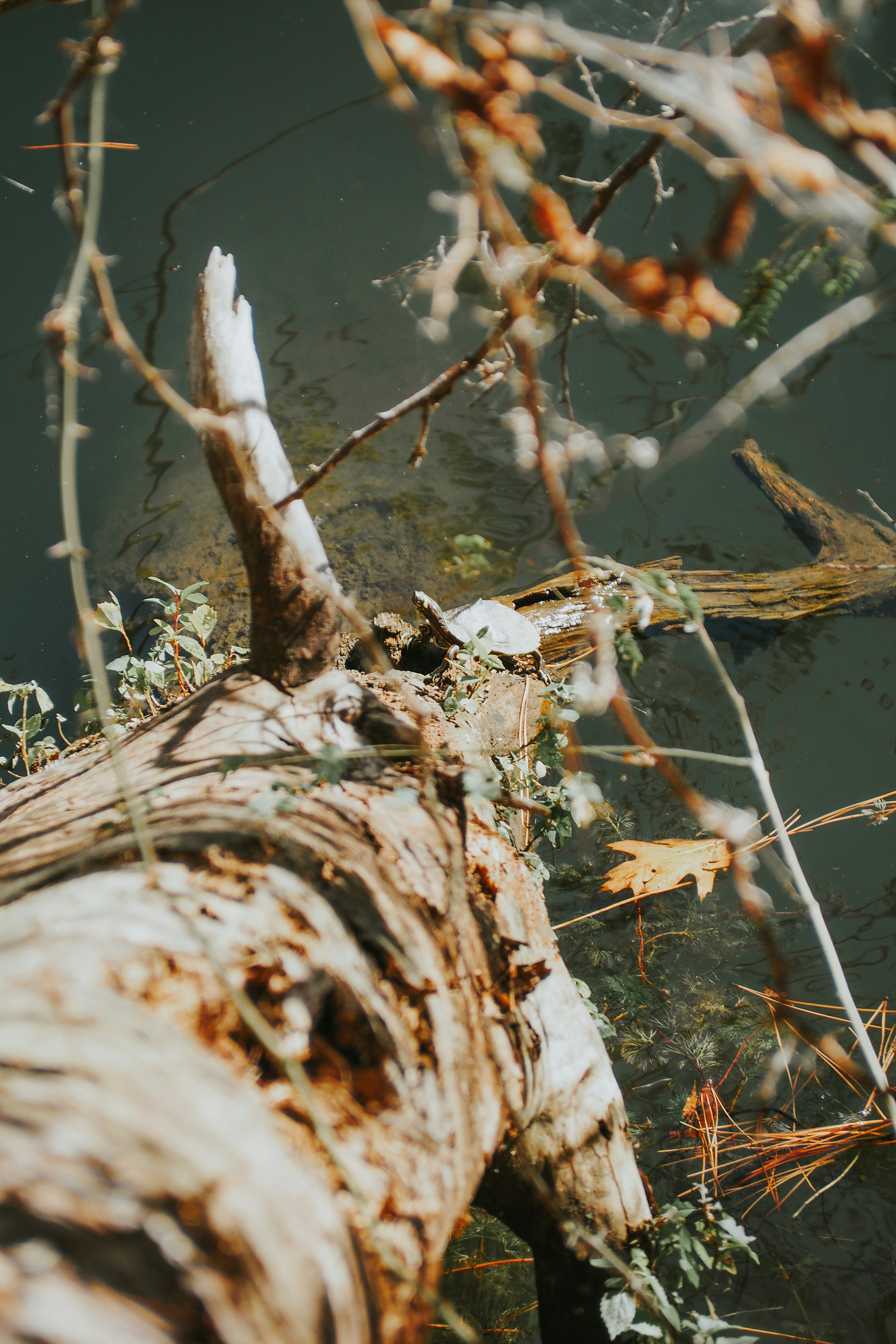 Photo by fieldworkframes