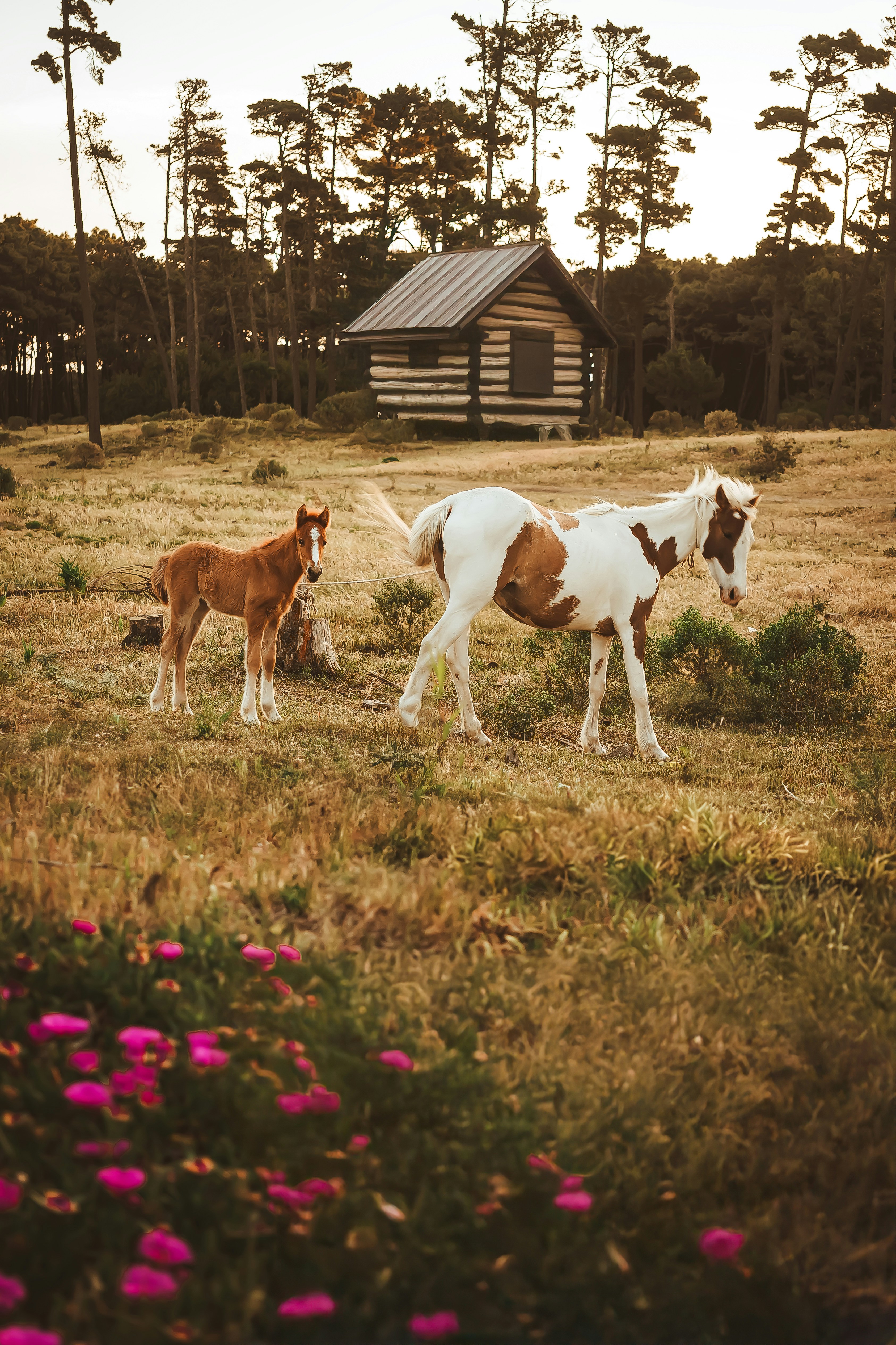 Miramar Peninsula photo 3