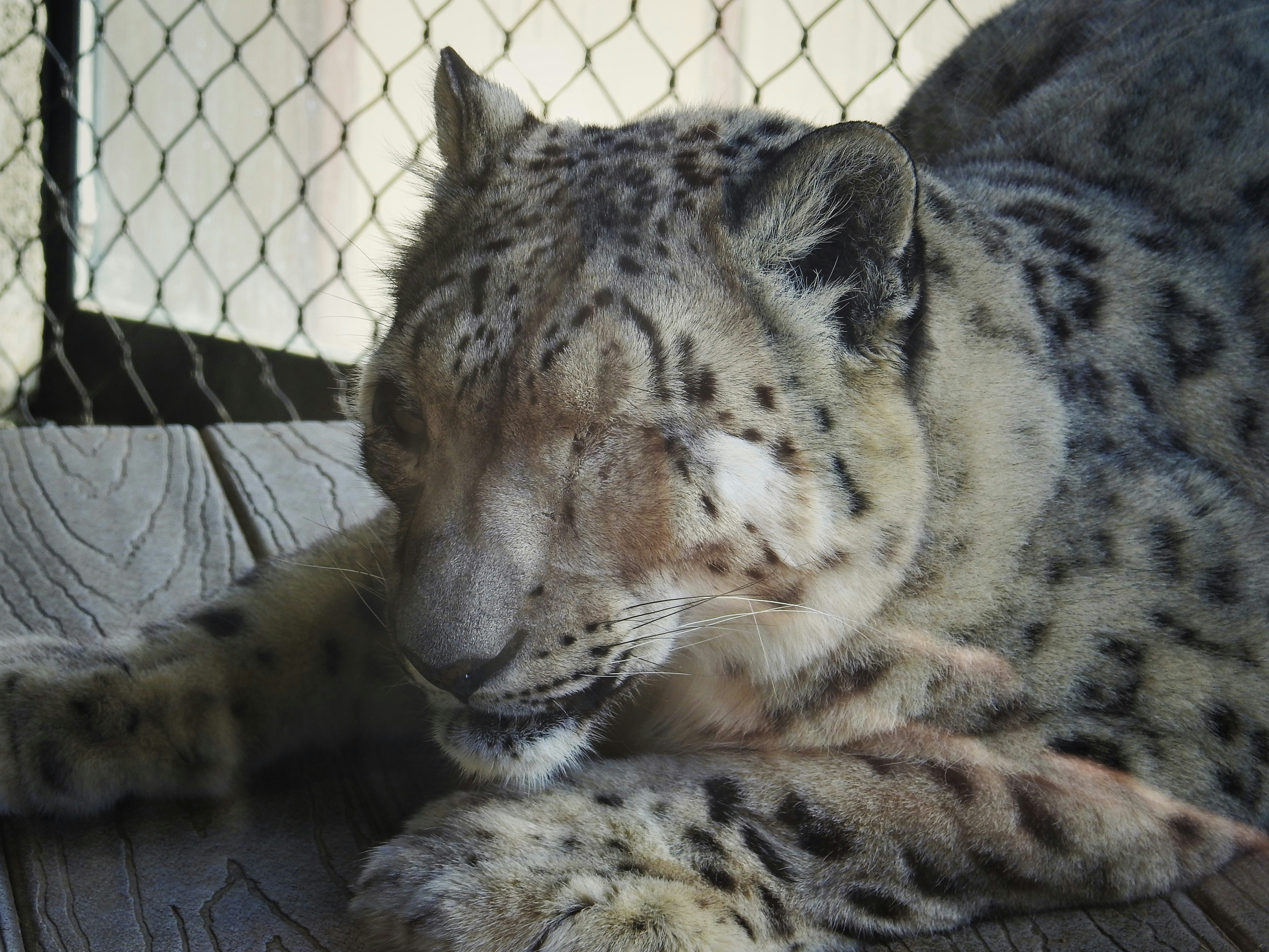 Double-Layered Fur (image credits: unsplash)