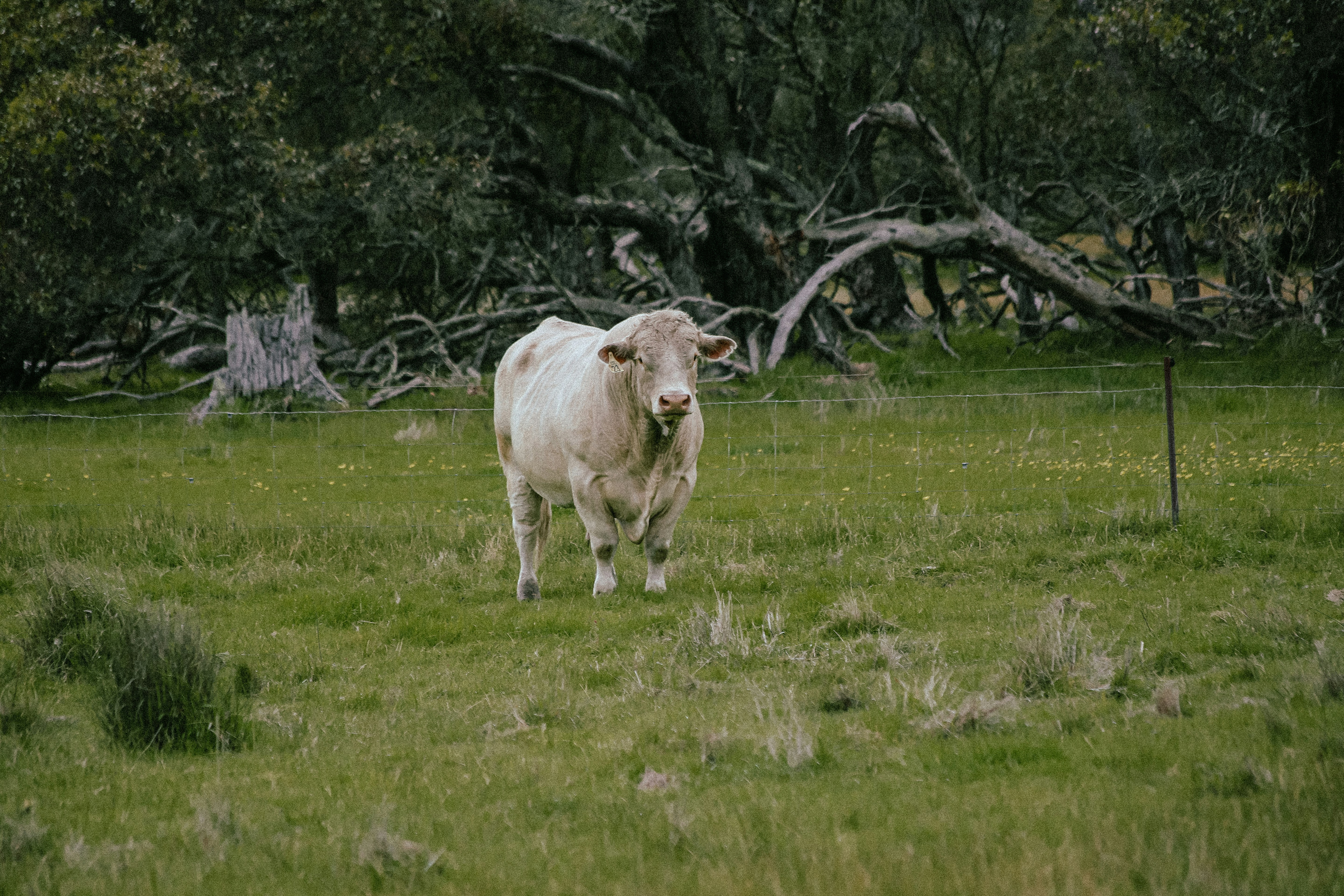 Une vache blanche debout dans un champ herbeux