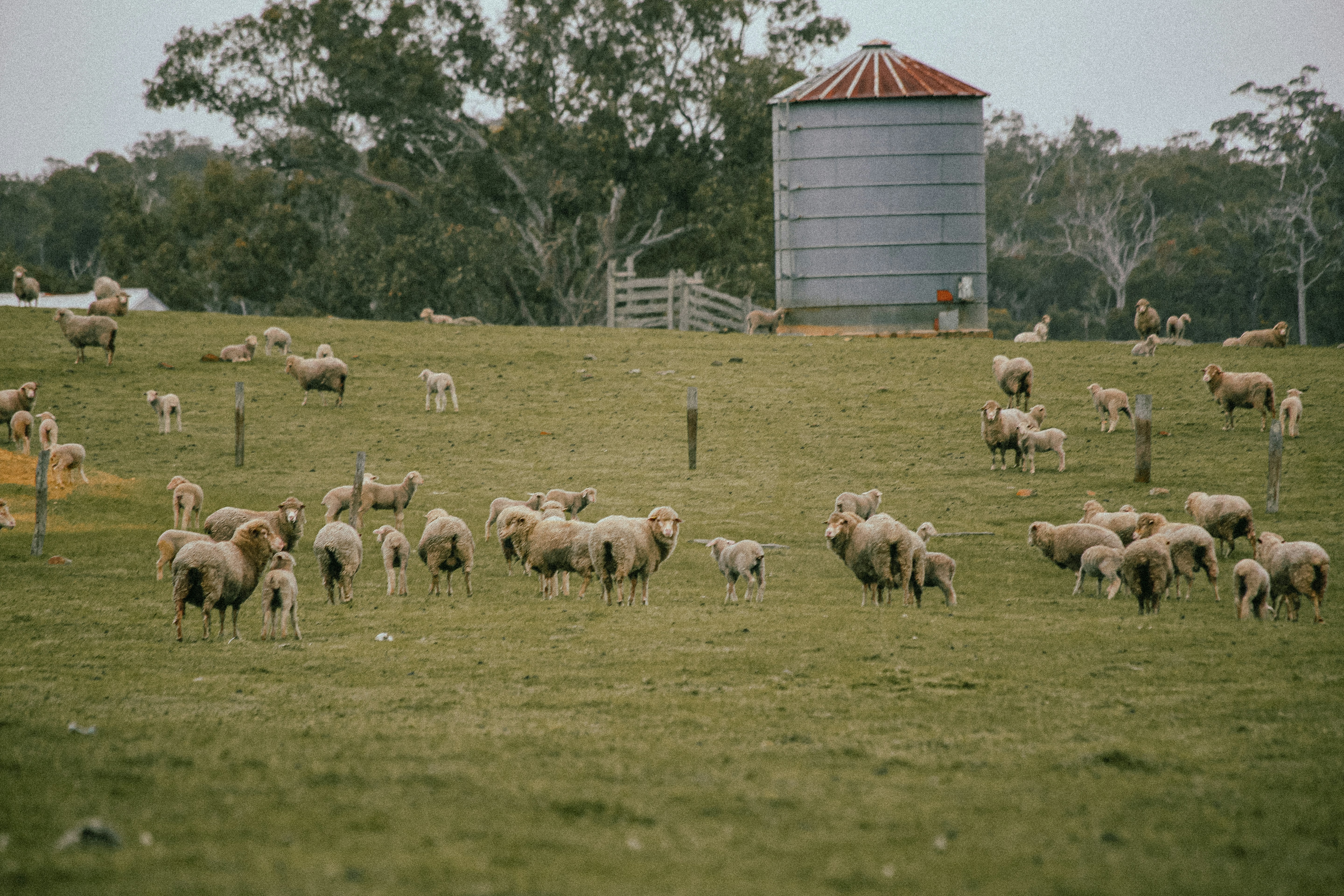 A herd of sheep standing on top of a lush green field