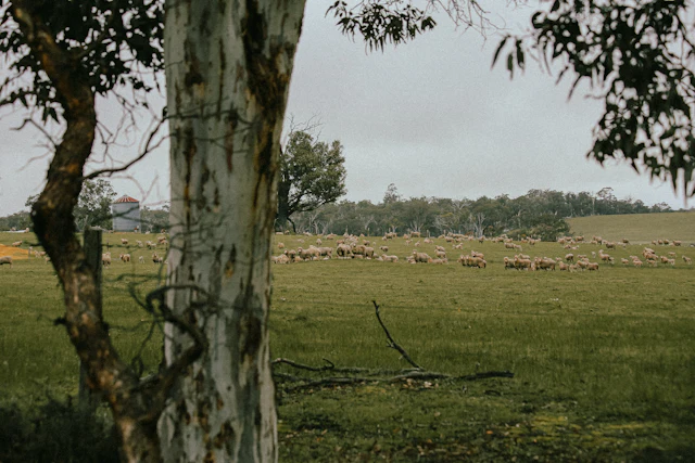 Sheep grazing in a paddock among Australian gum trees