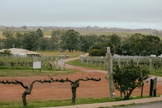 A dirt road with vines growing on the side of it