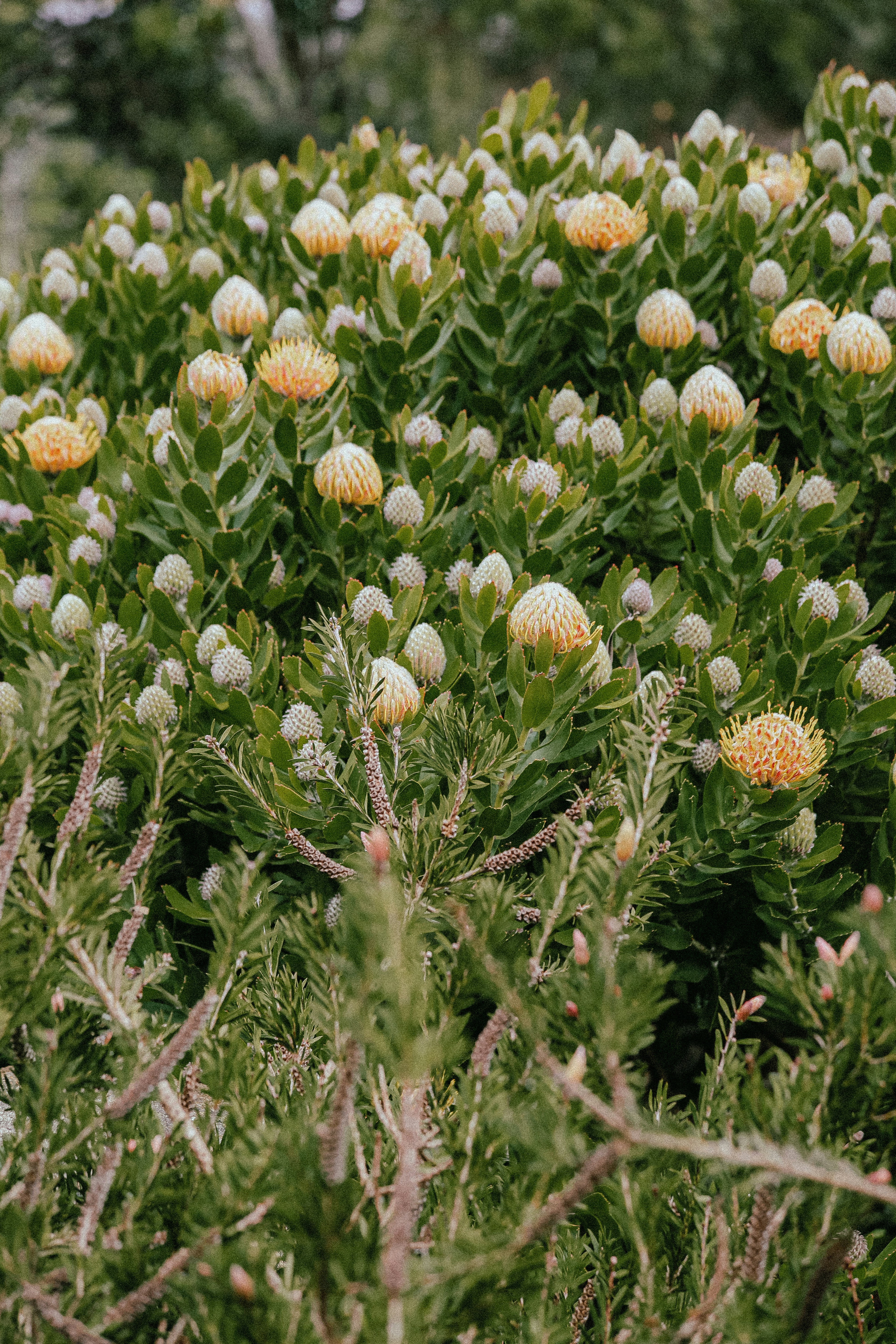 sc native plants