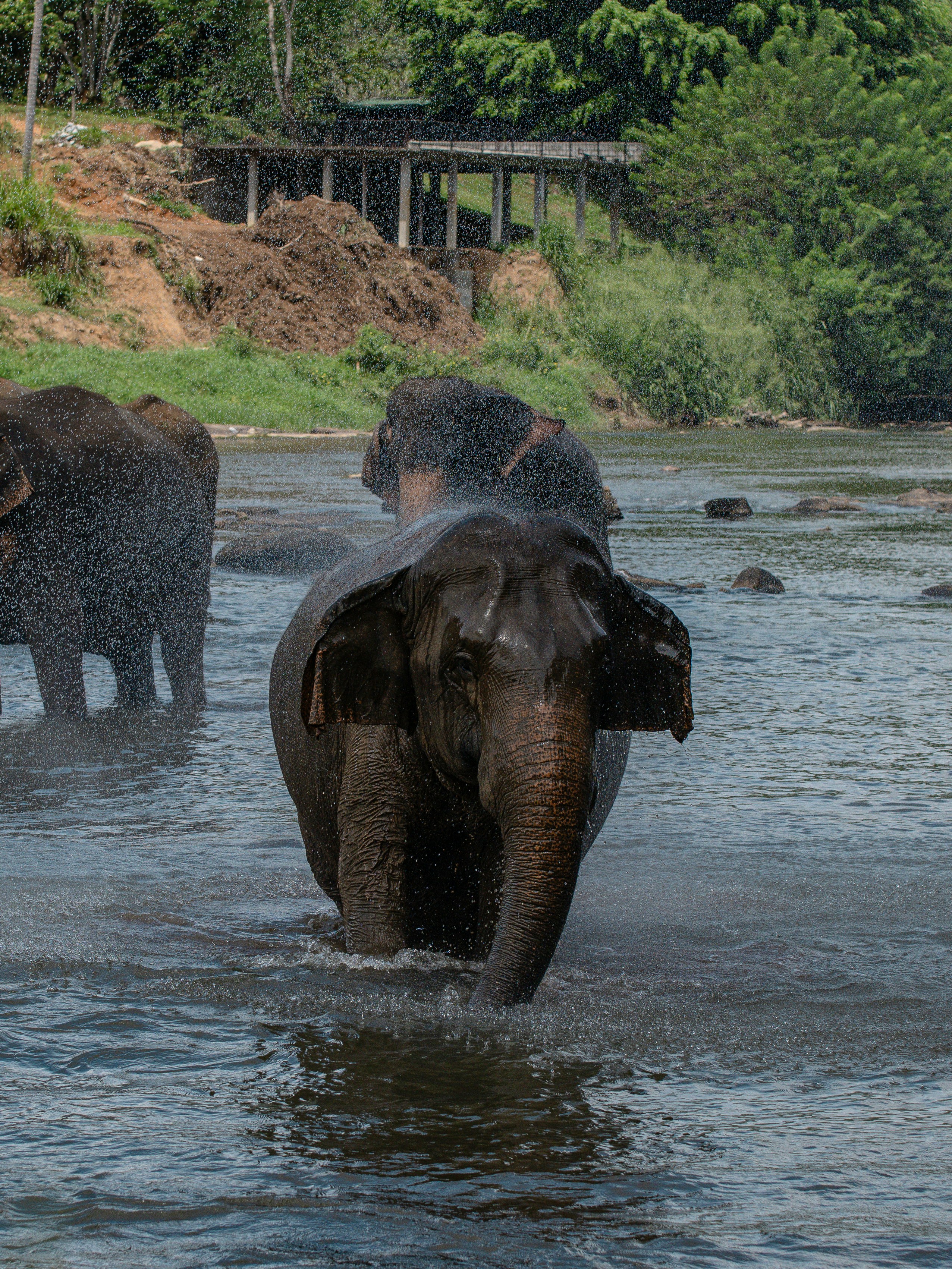 A herd of elephants walking across a river