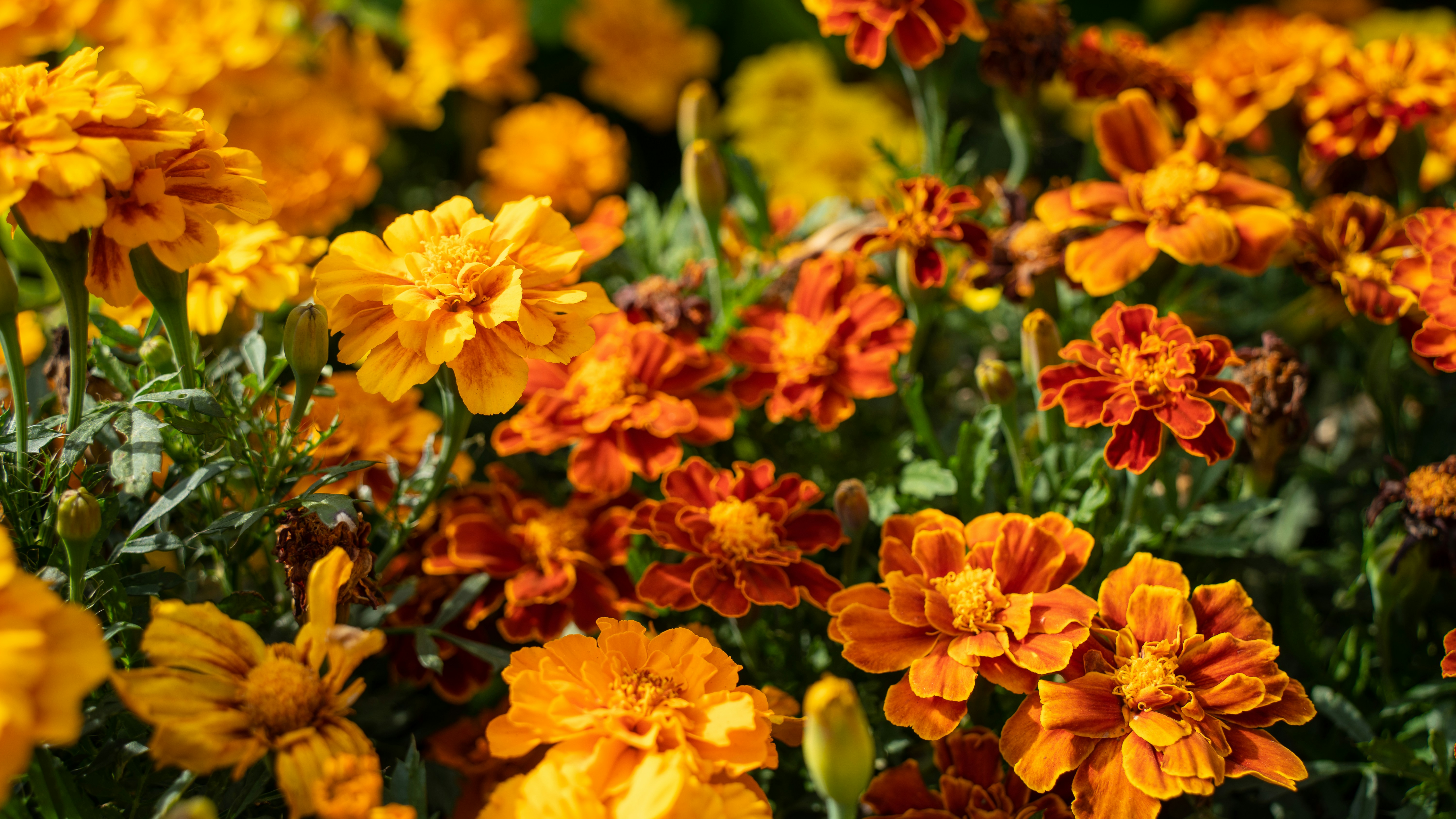 Photo by northernpaws