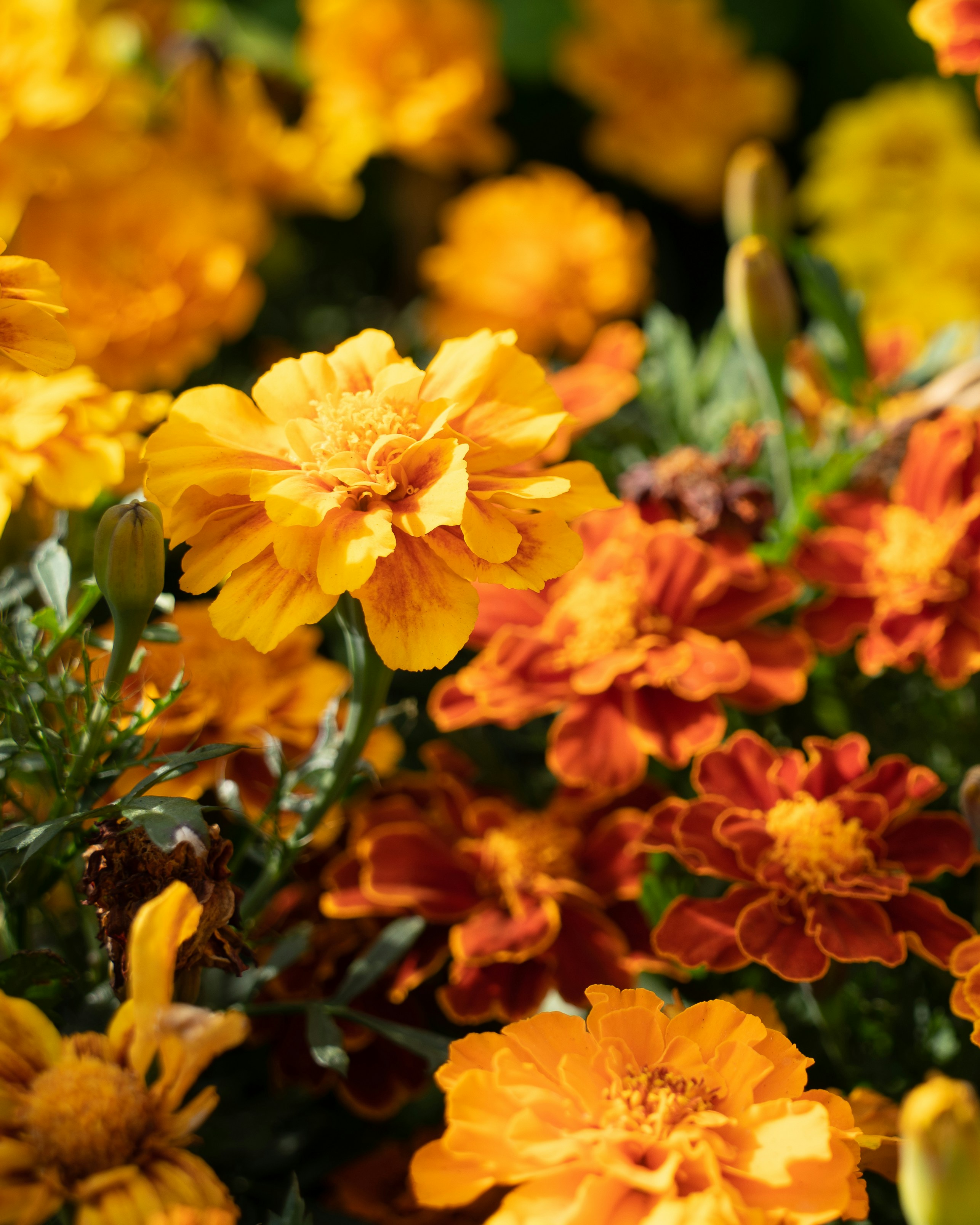 Photo by northernpaws