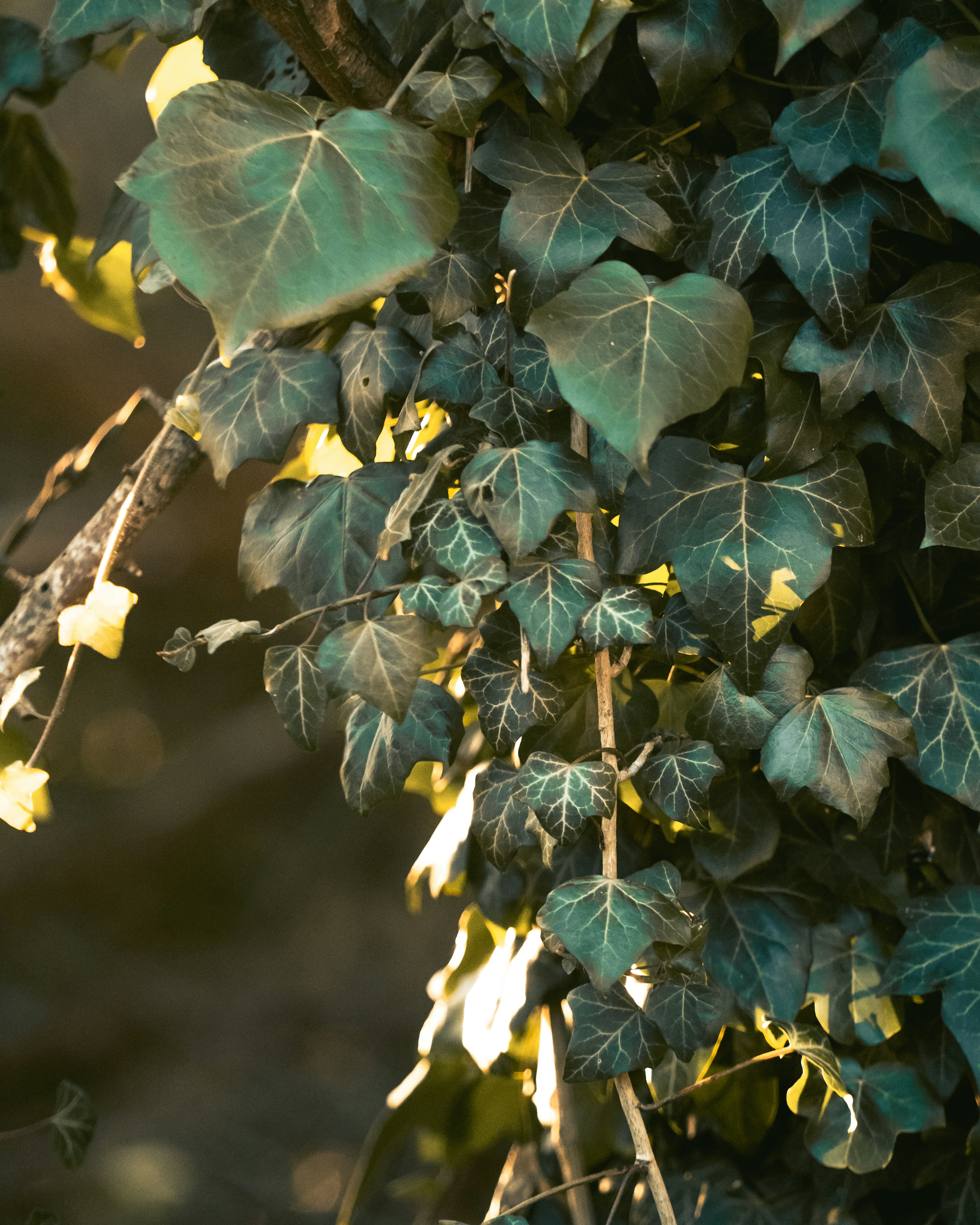 A bunch of green leaves hanging from a tree