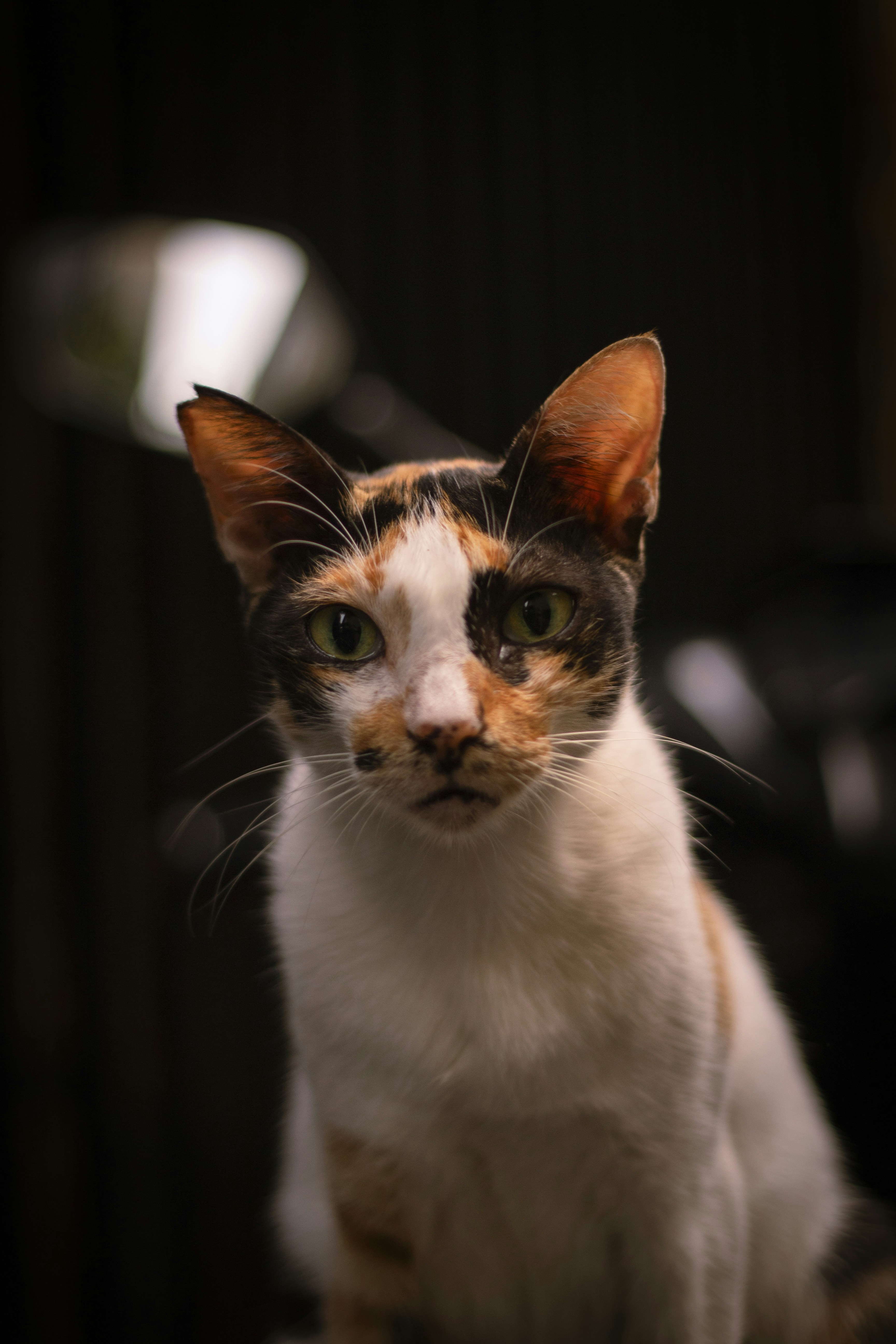 Cat Body Language: What Does the Stare Mean? (image credits: unsplash)