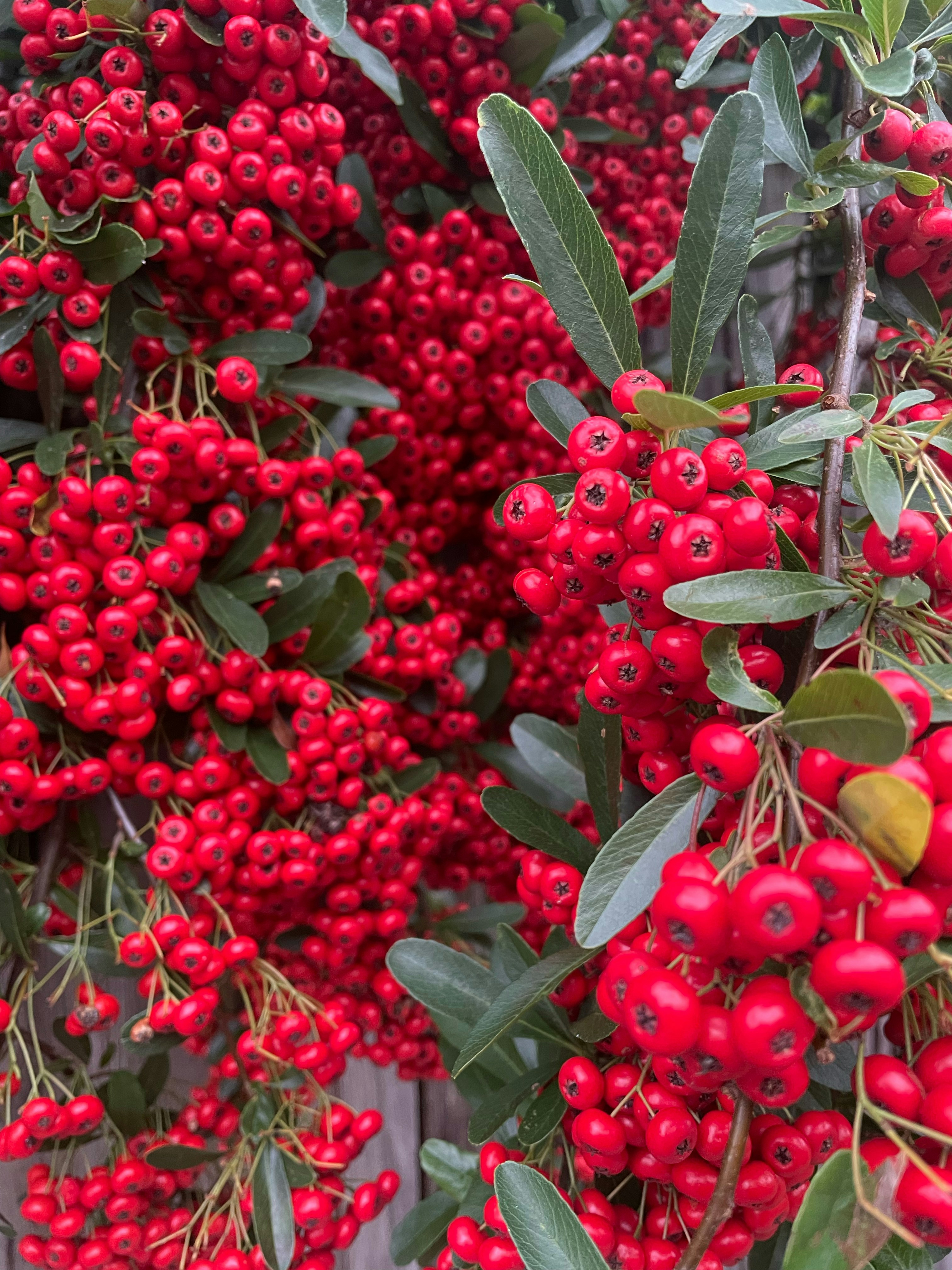 Photo by collectionofpixels