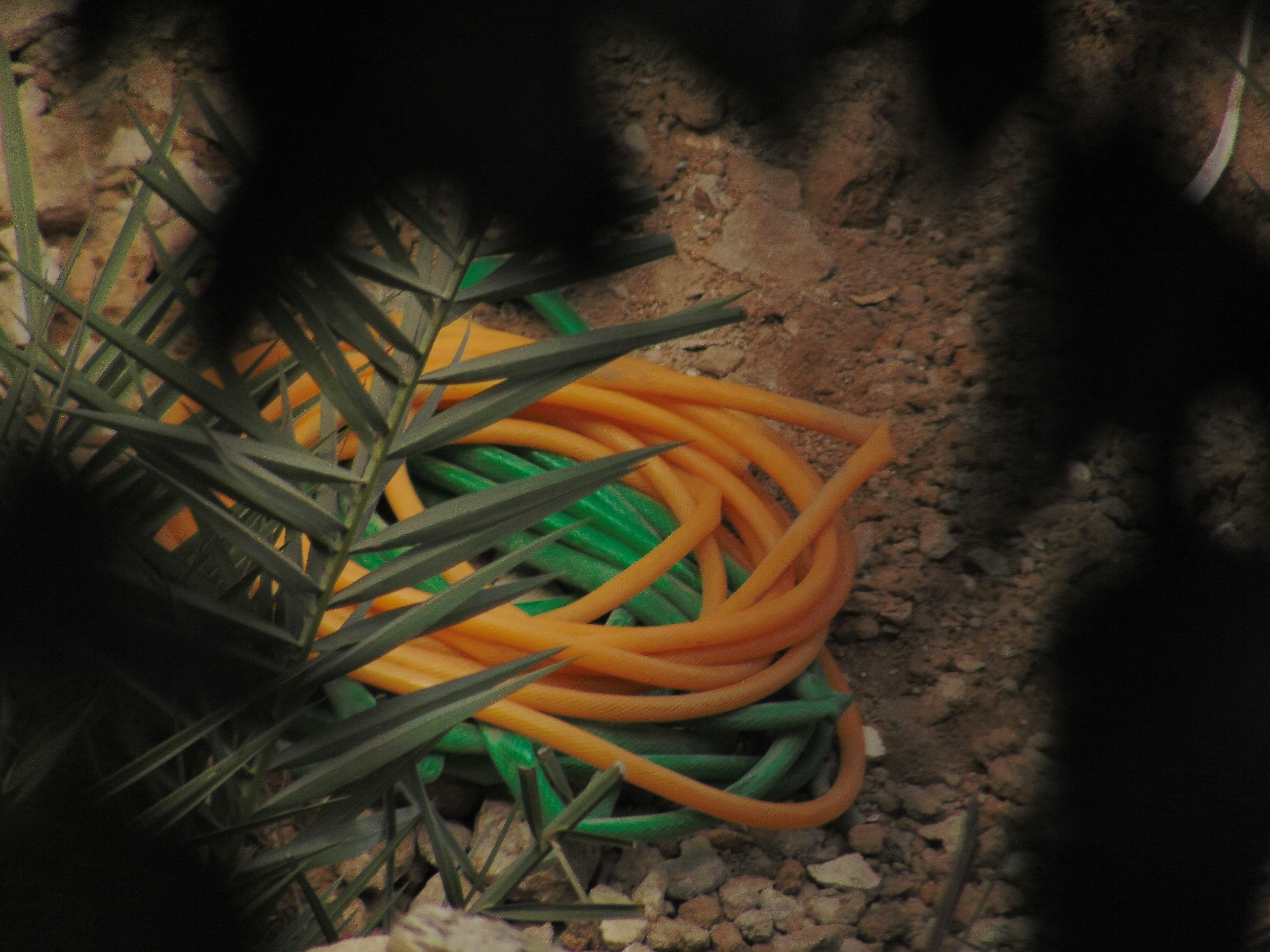 A bunch of green and orange hoses laying on the ground