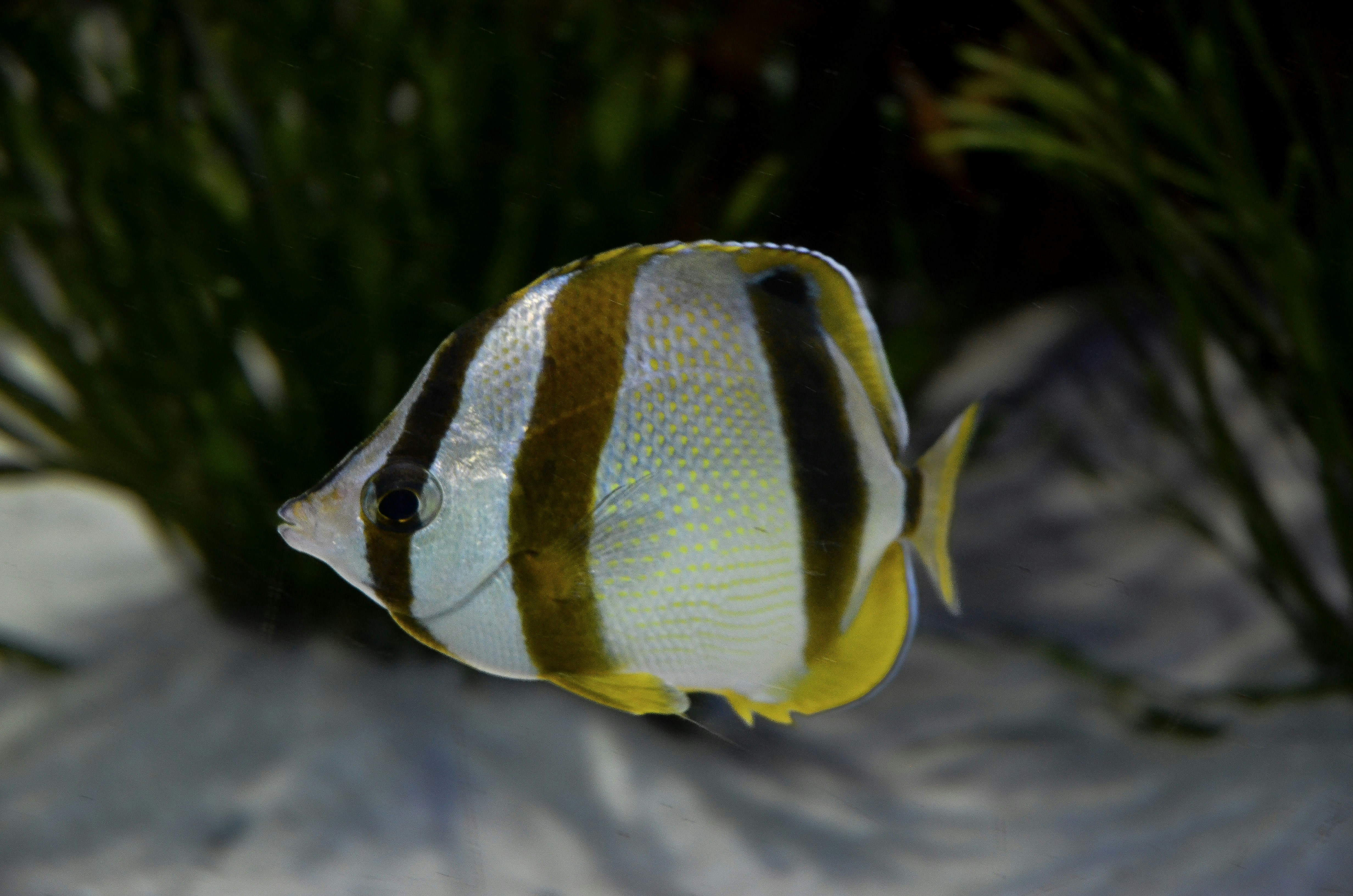 A fish that is sitting in the sand