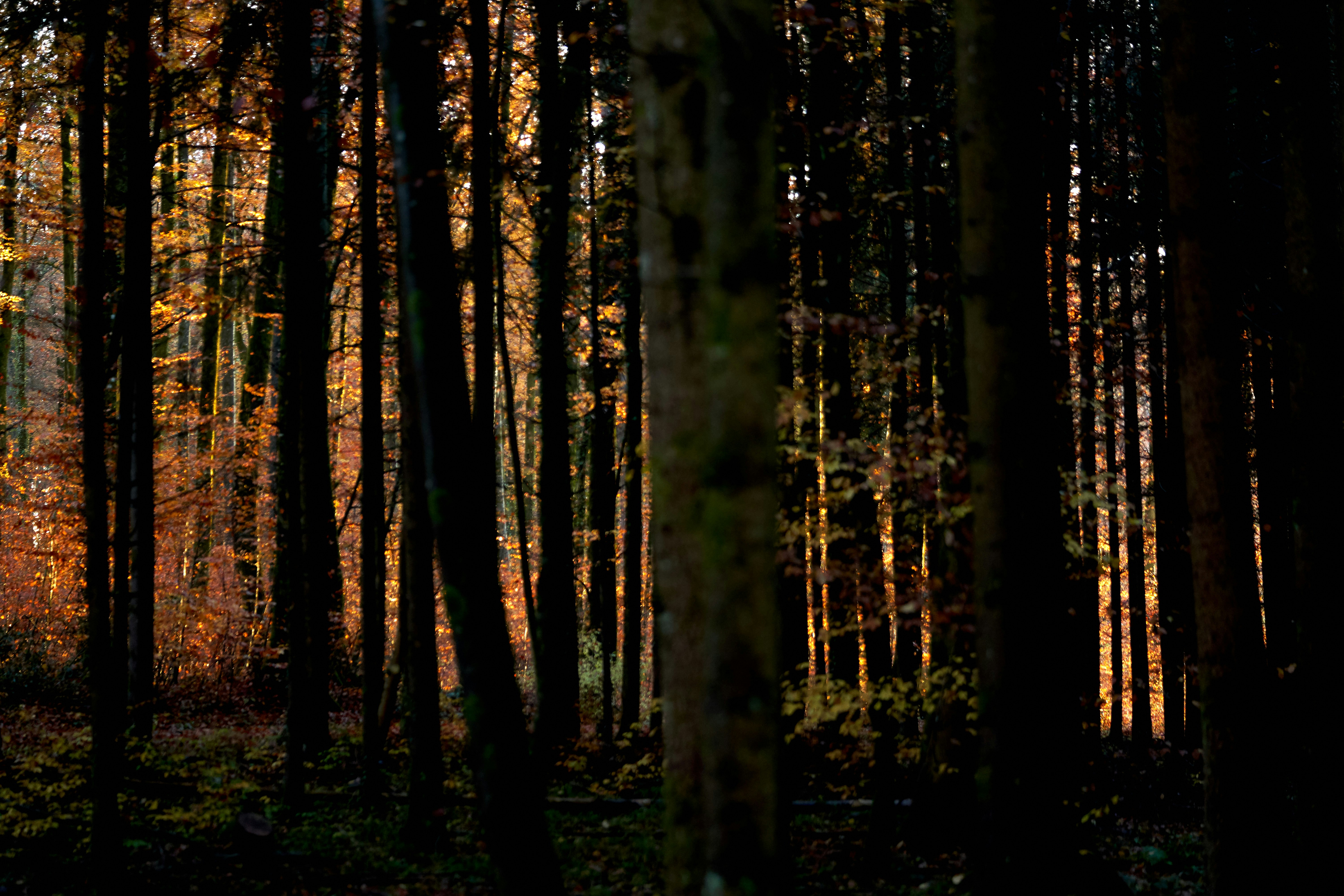 Photo by wolfgang_hasselmann