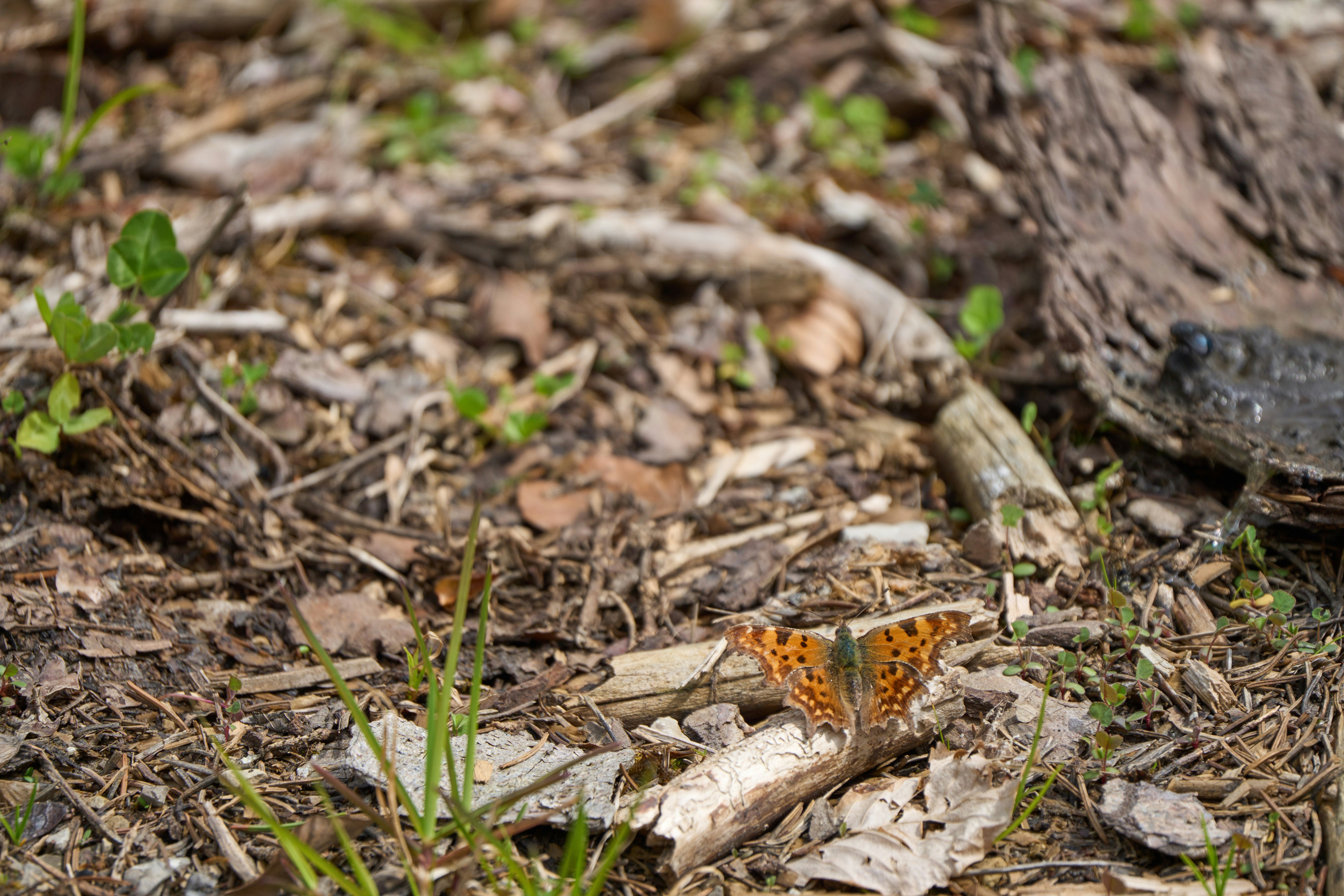 Photo by wolfgang_hasselmann