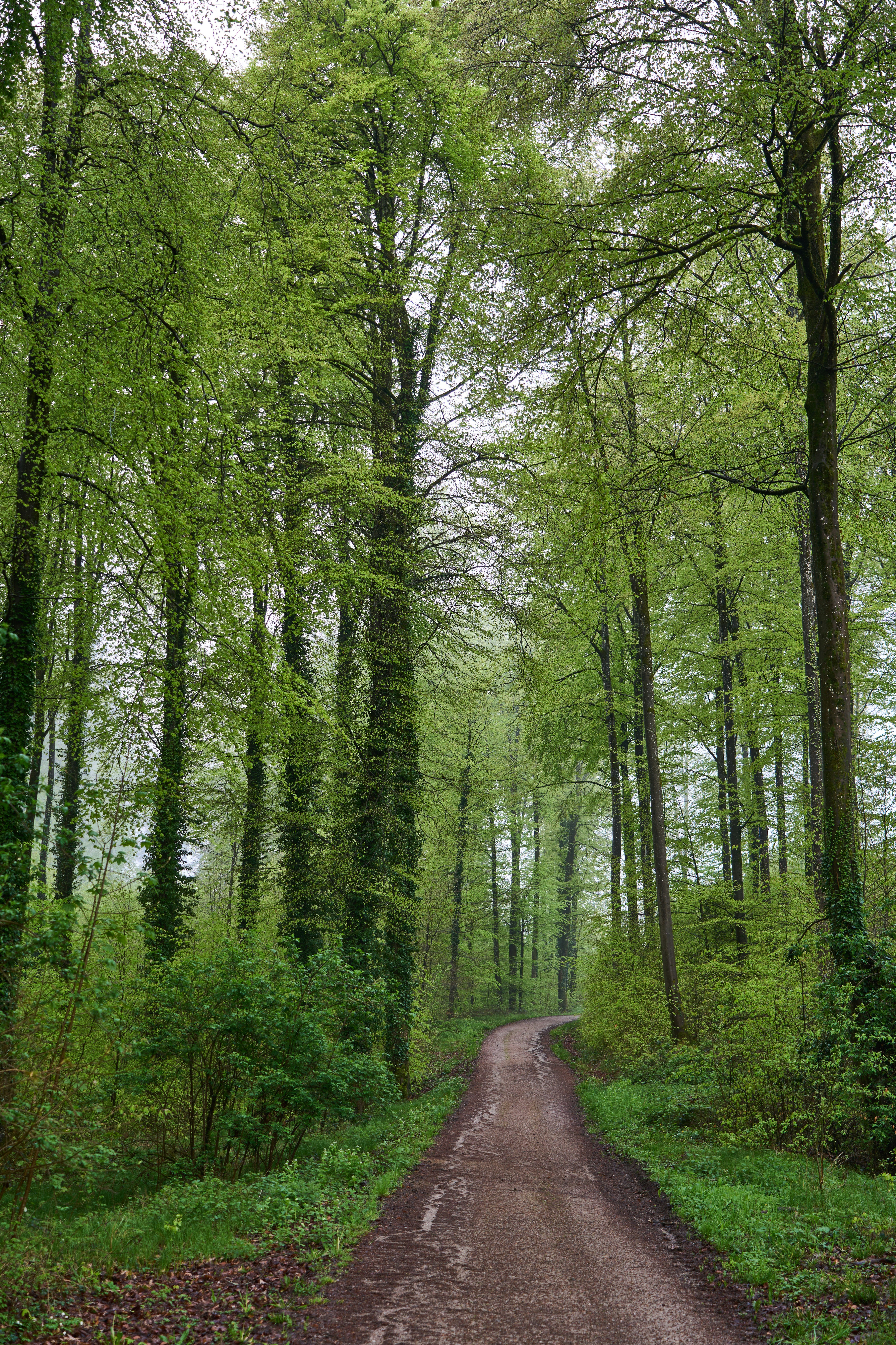 Photo by wolfgang_hasselmann