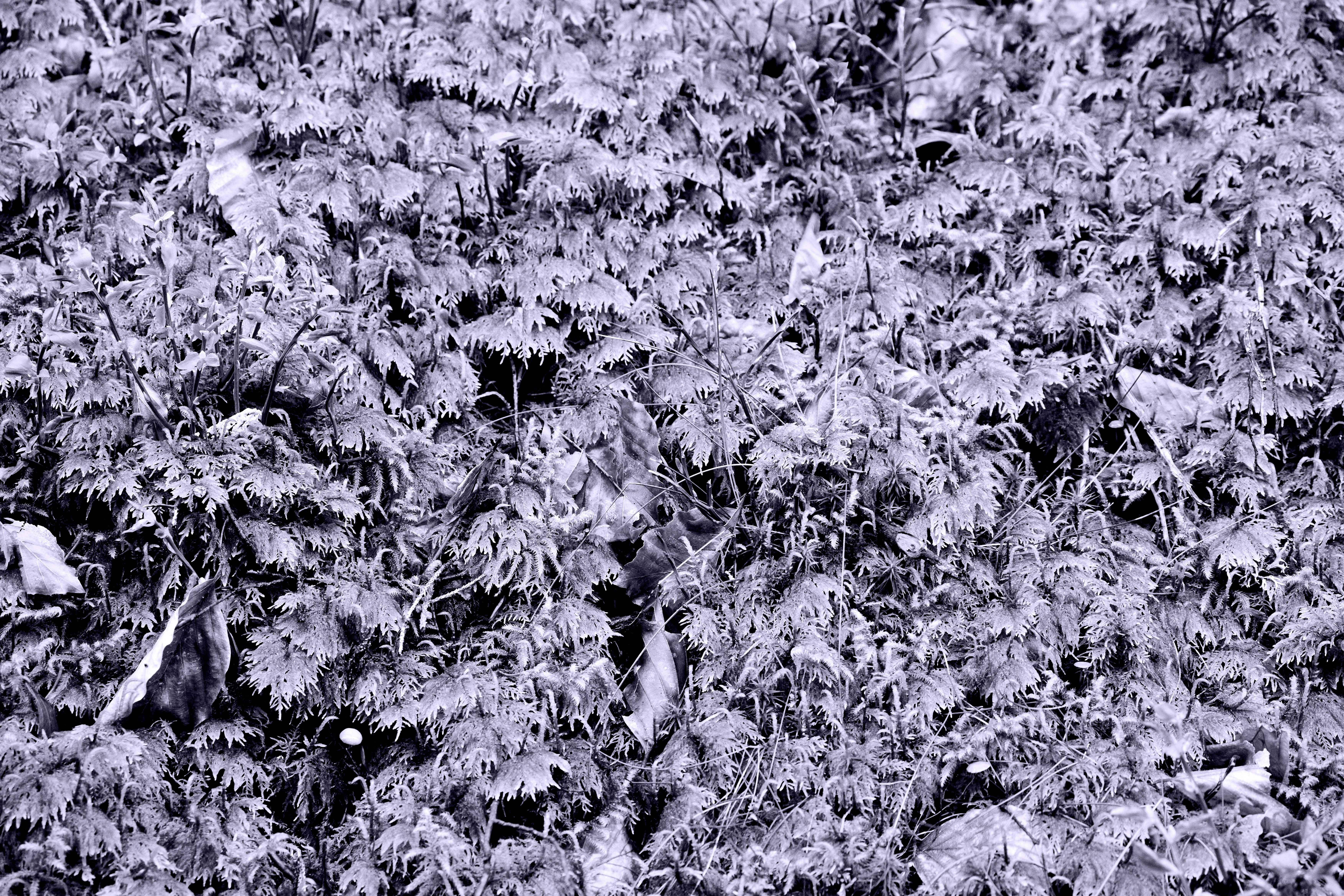 Photo by wolfgang_hasselmann