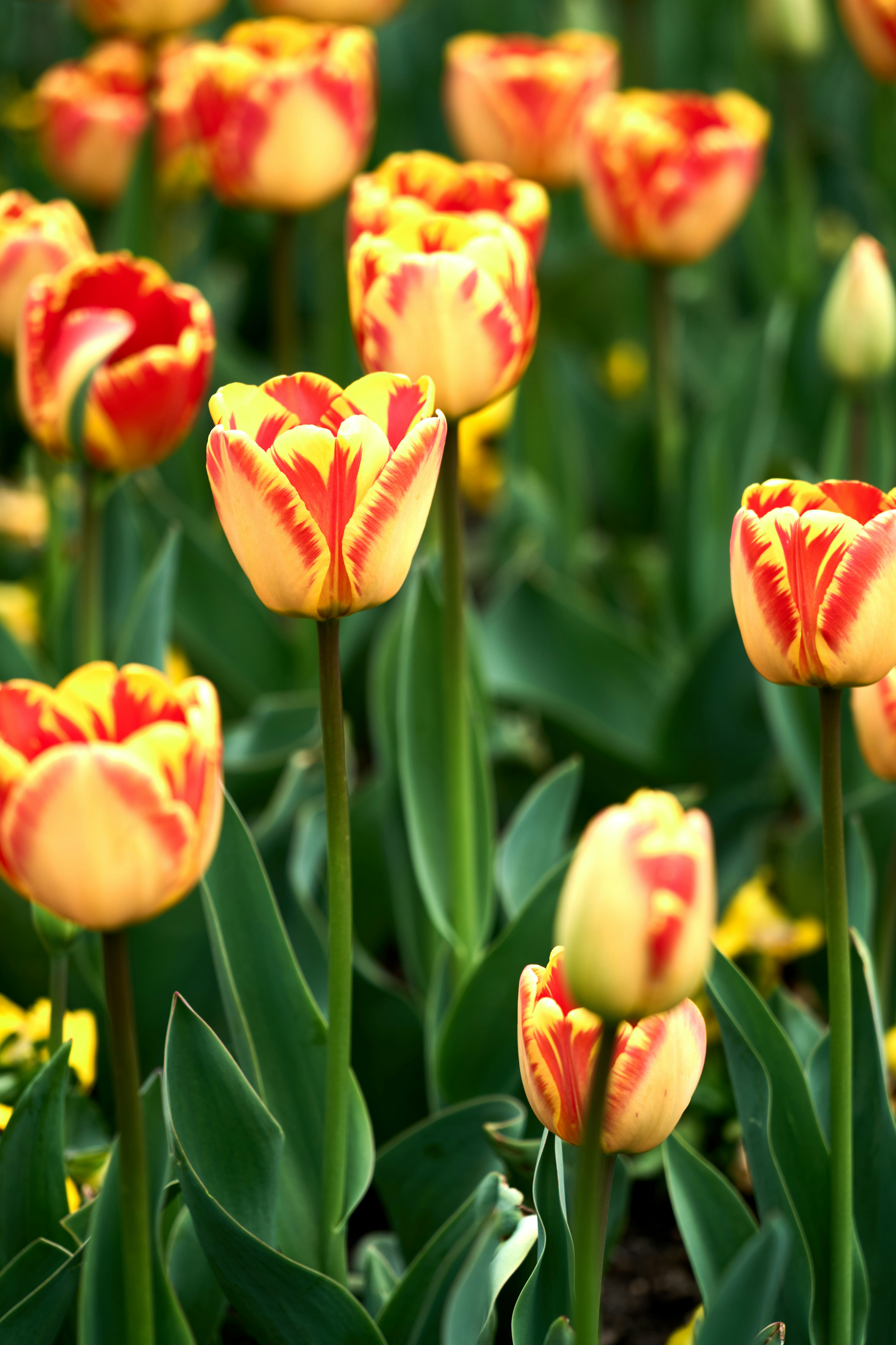 Photo by wolfgang_hasselmann