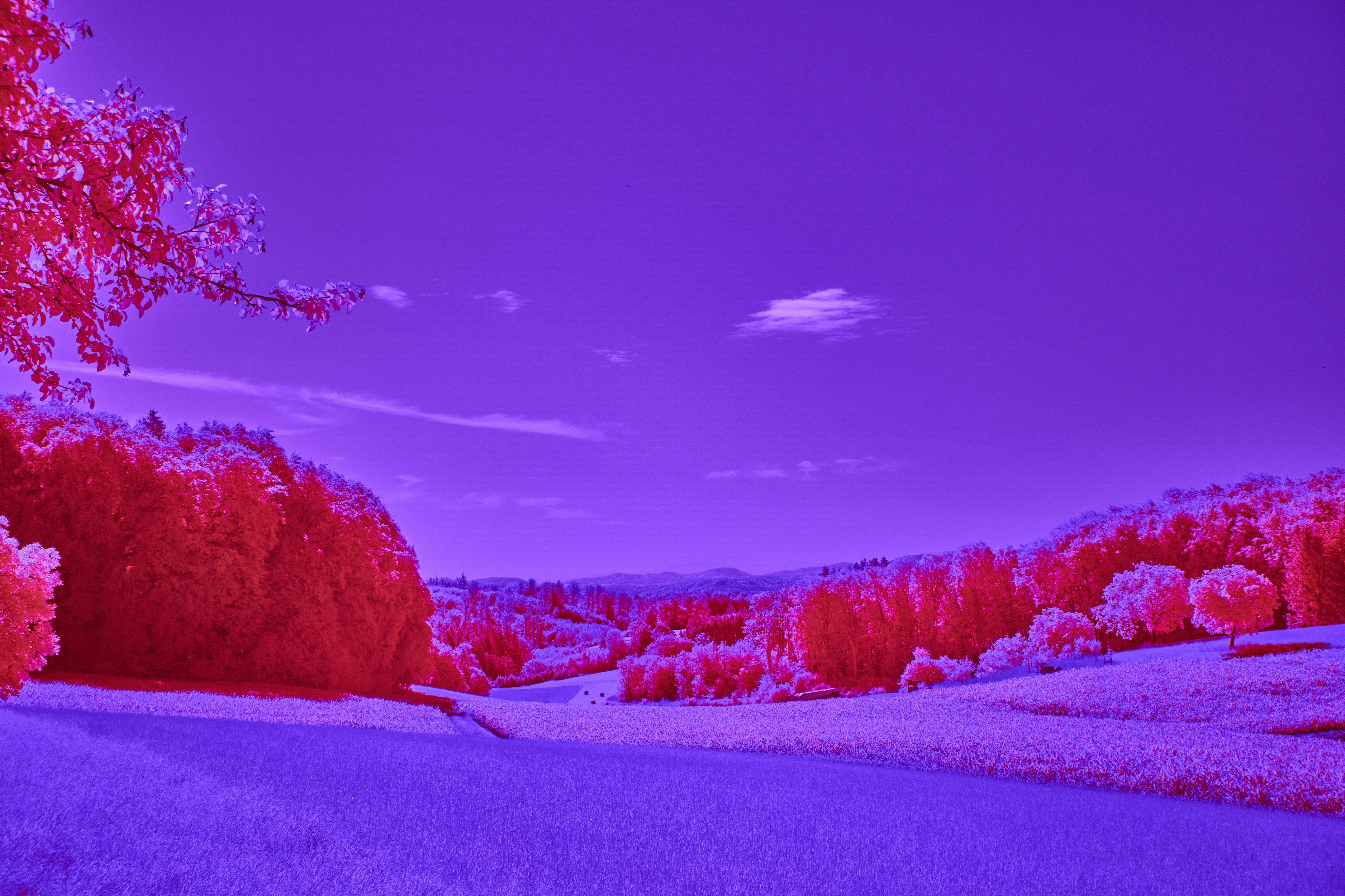 Photo by wolfgang_hasselmann