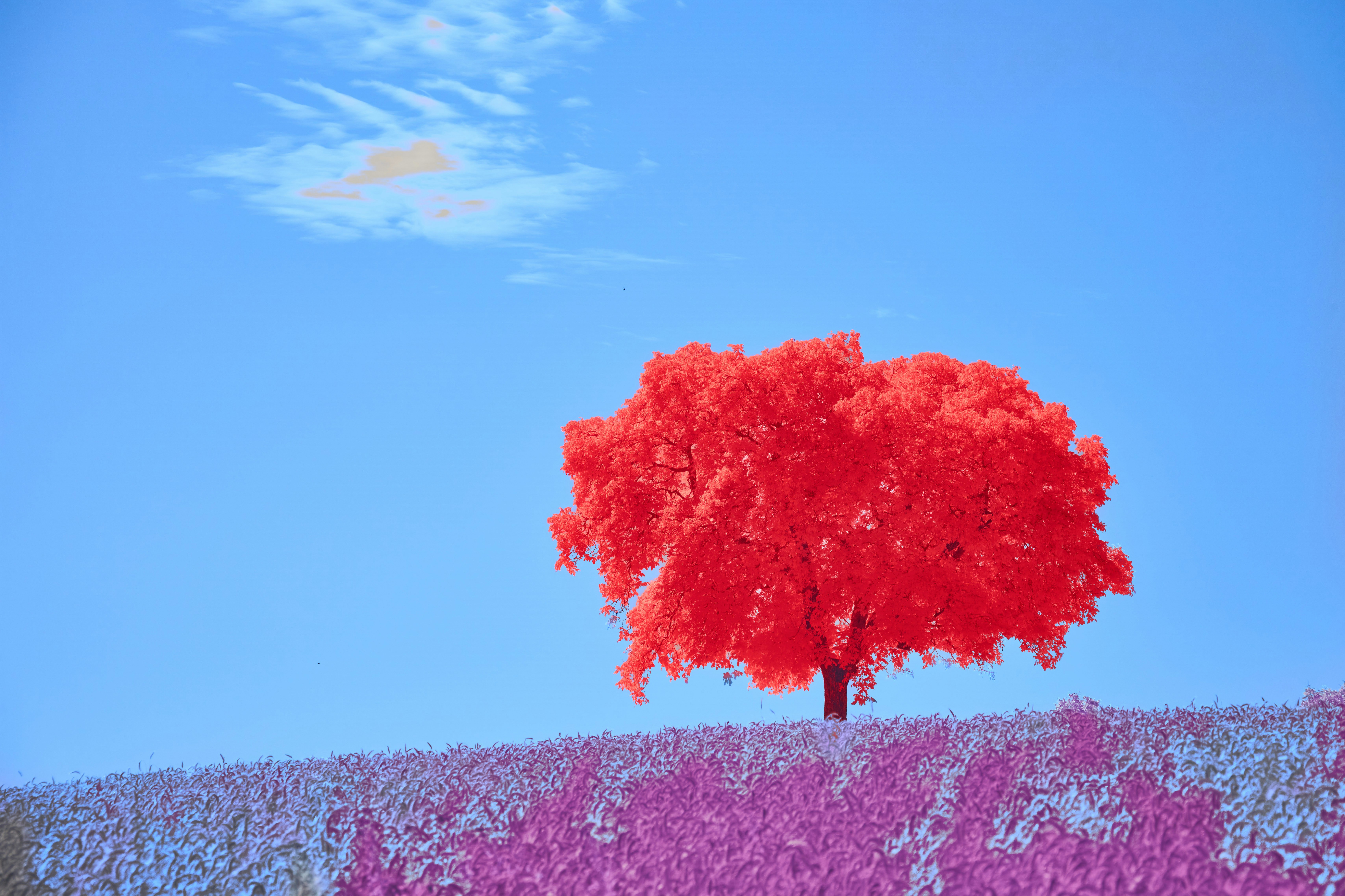 Photo by wolfgang_hasselmann