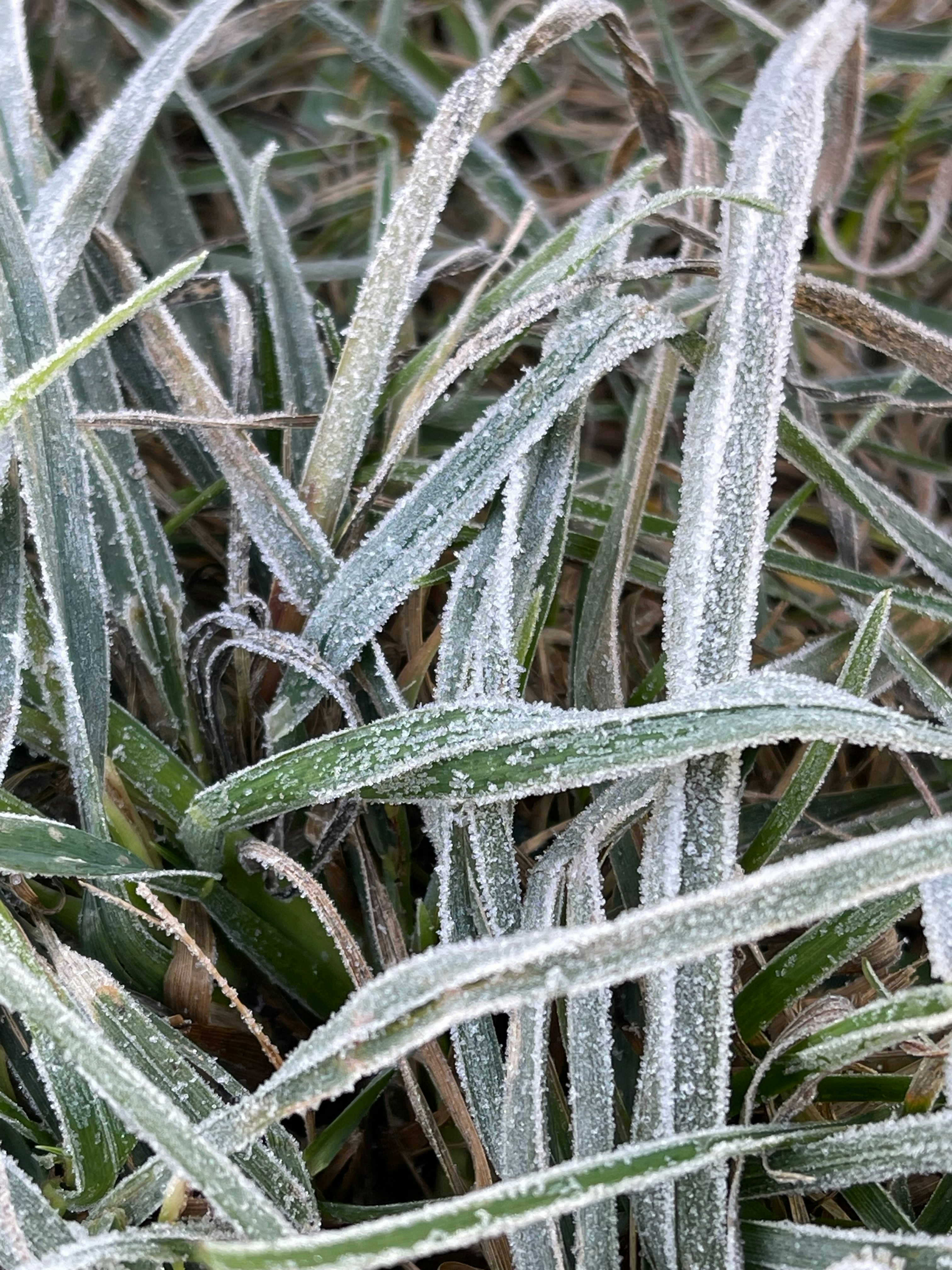 The Great Botanical Survivors (image credits: unsplash)