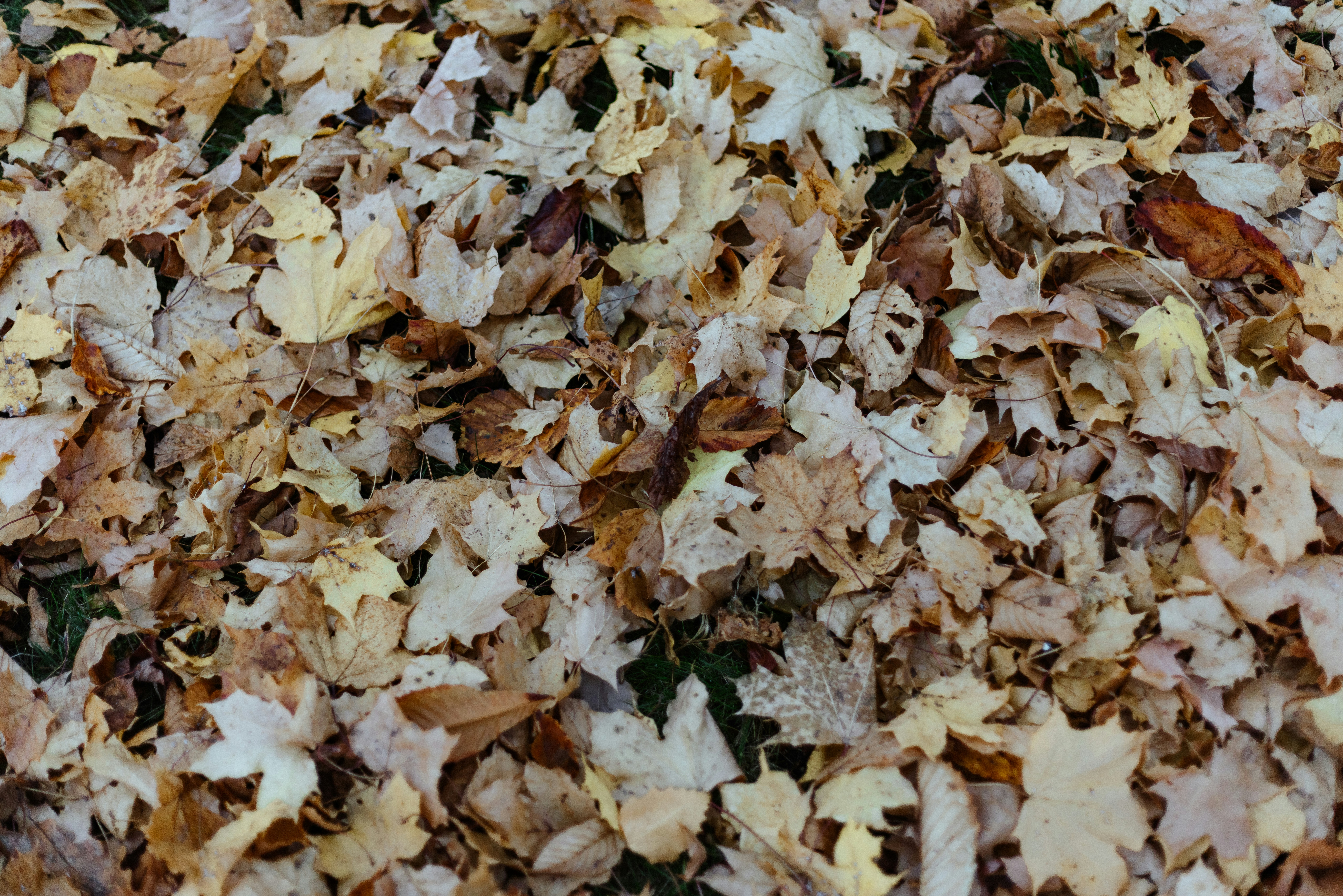 Photo by anniespratt