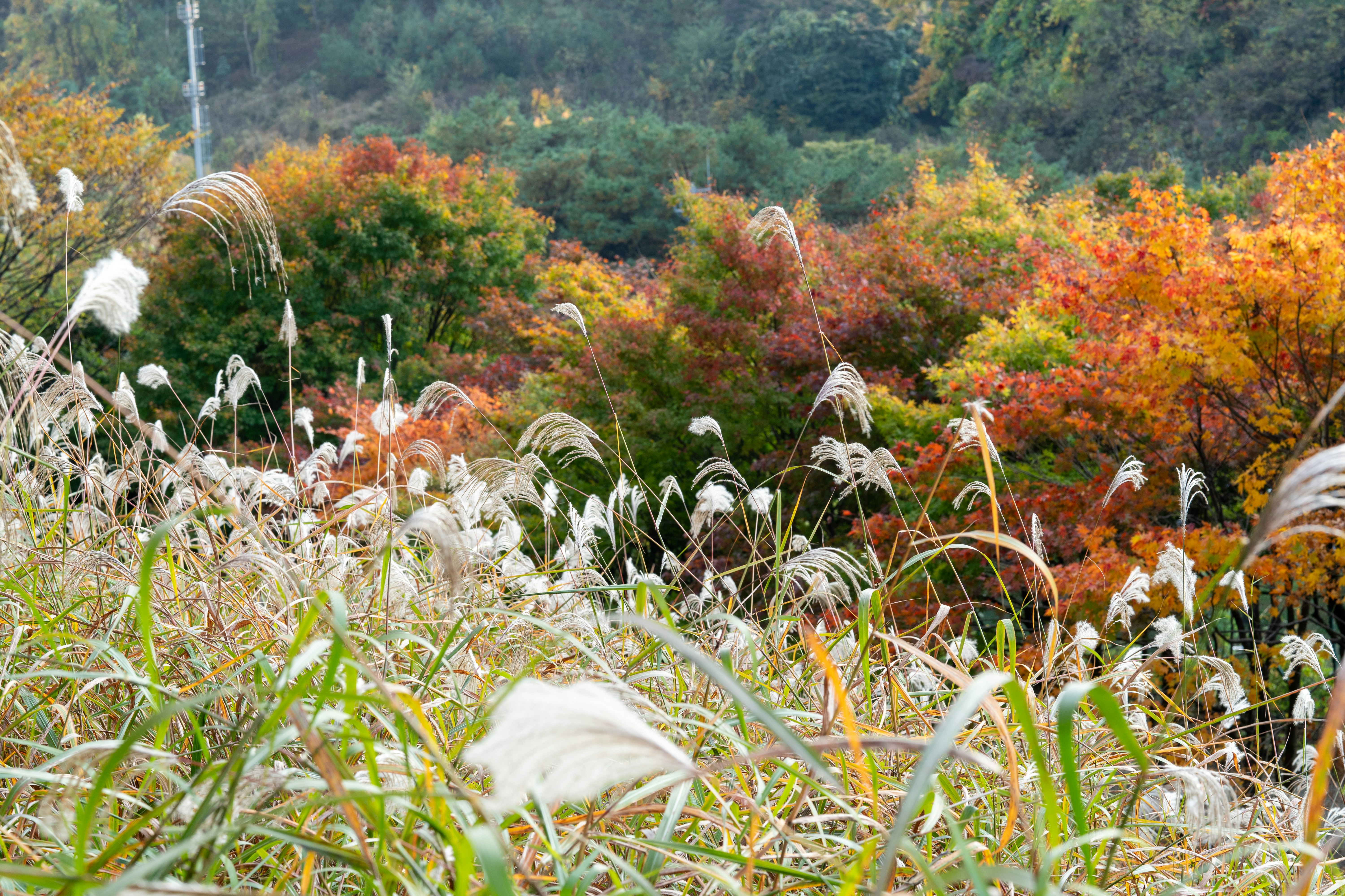 Autumn Rice Fields Japan