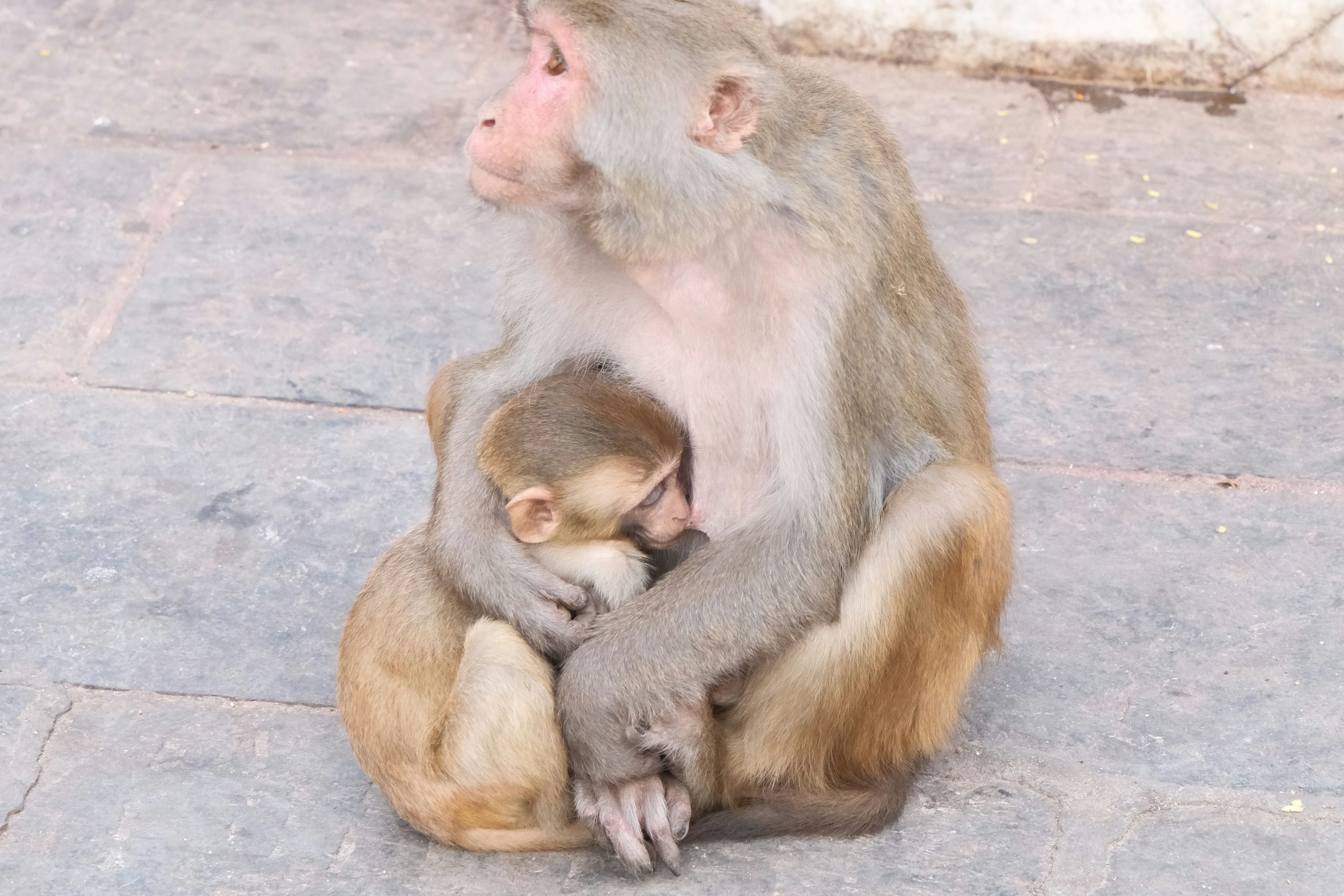 Mother monkey with baby showing nurturing bond