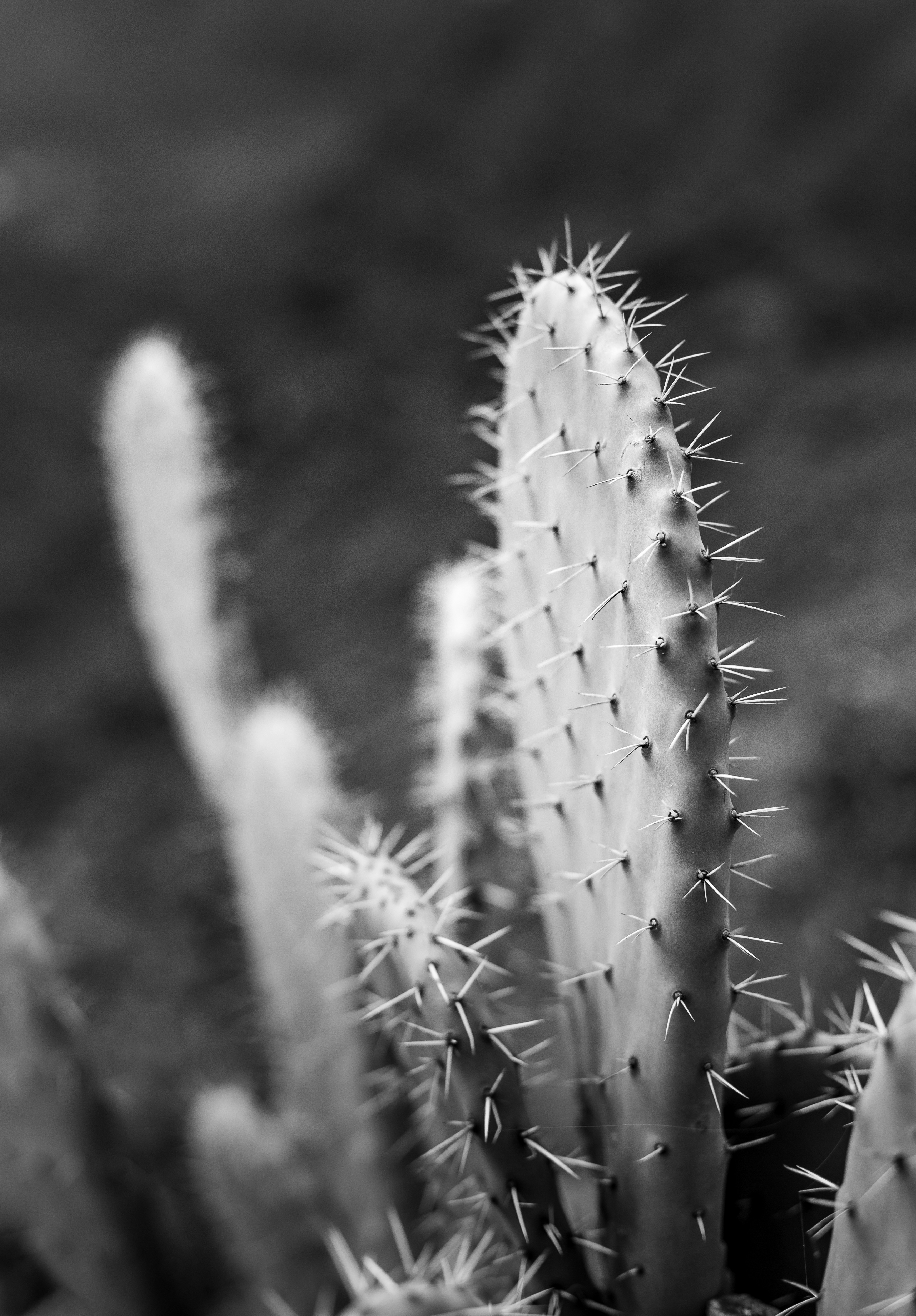 Graustufenfoto des Kaktus Foto  Kostenloses Bild zum Thema Dunkel auf  Unsplash