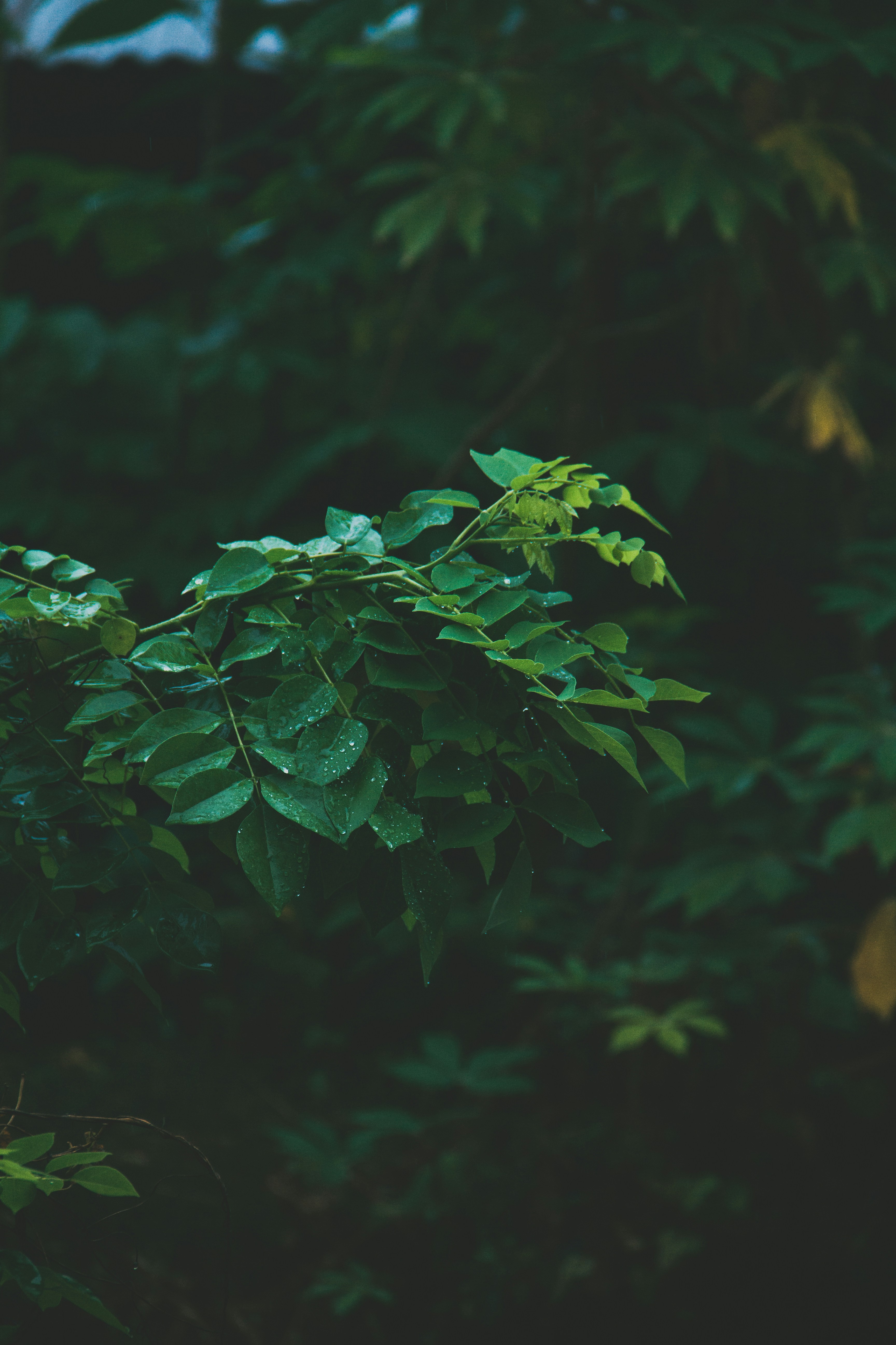 Photo by john_cercado