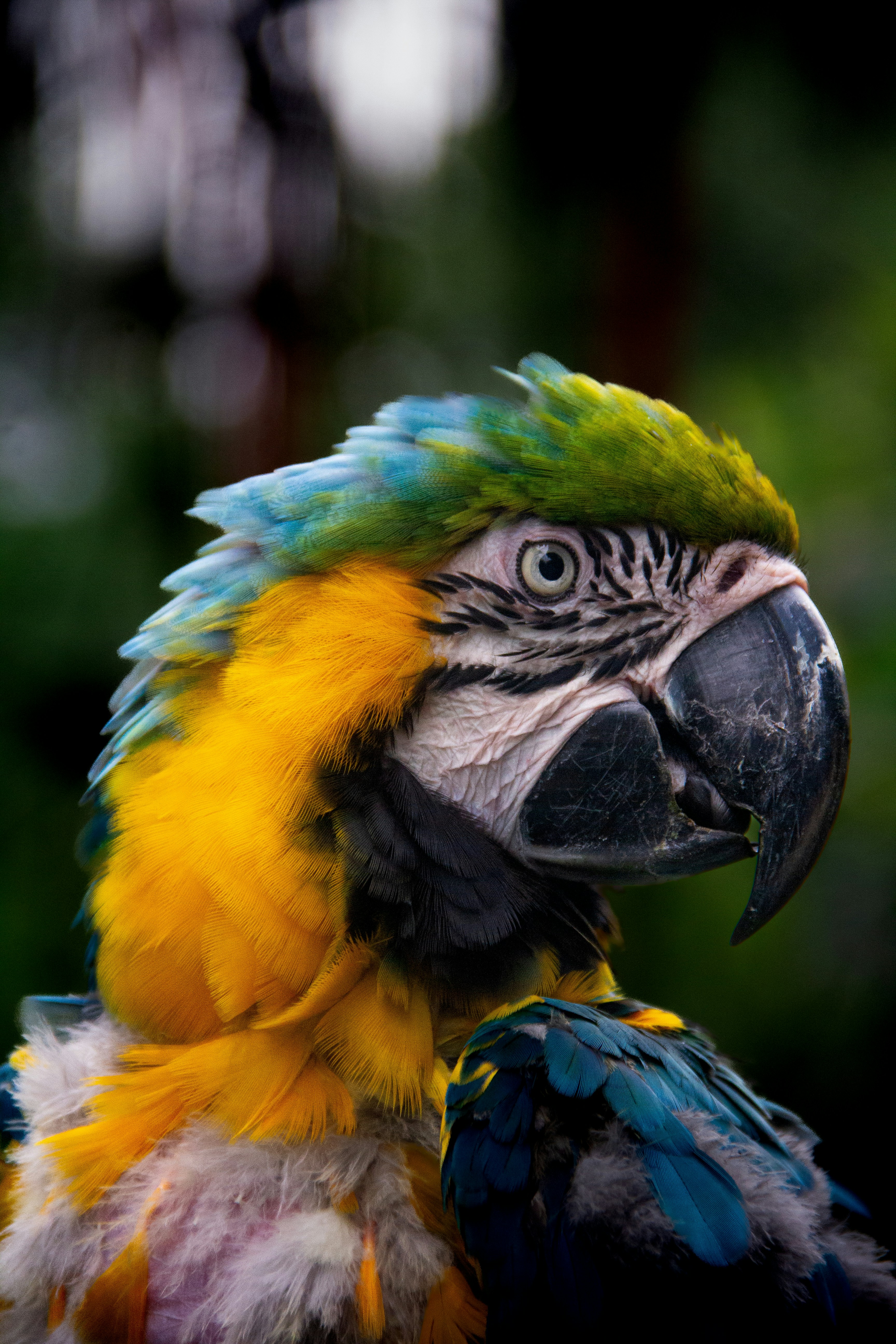 A close up of a colorful parrot with a blurry background