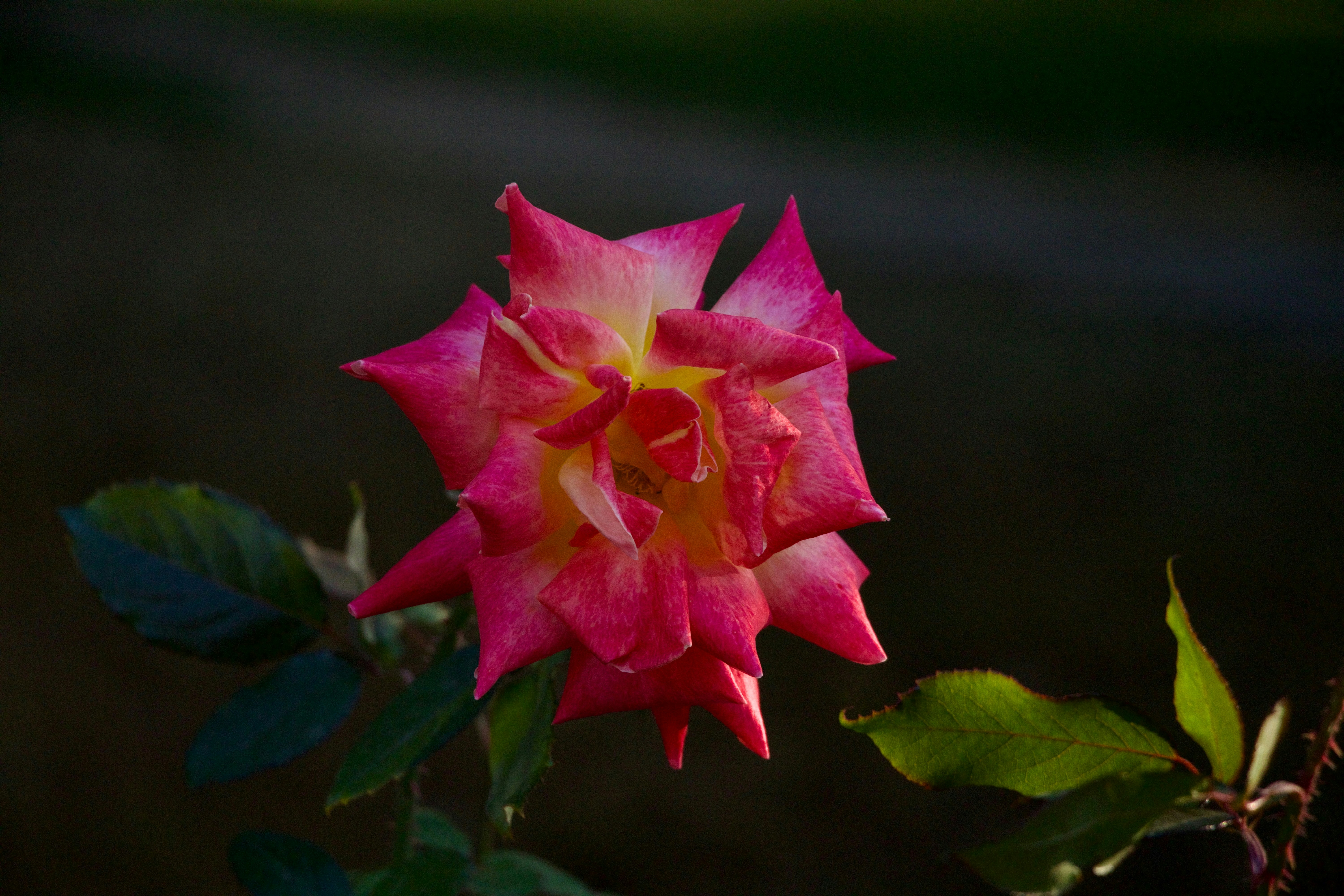 A pink flower with a yellow center in a garden