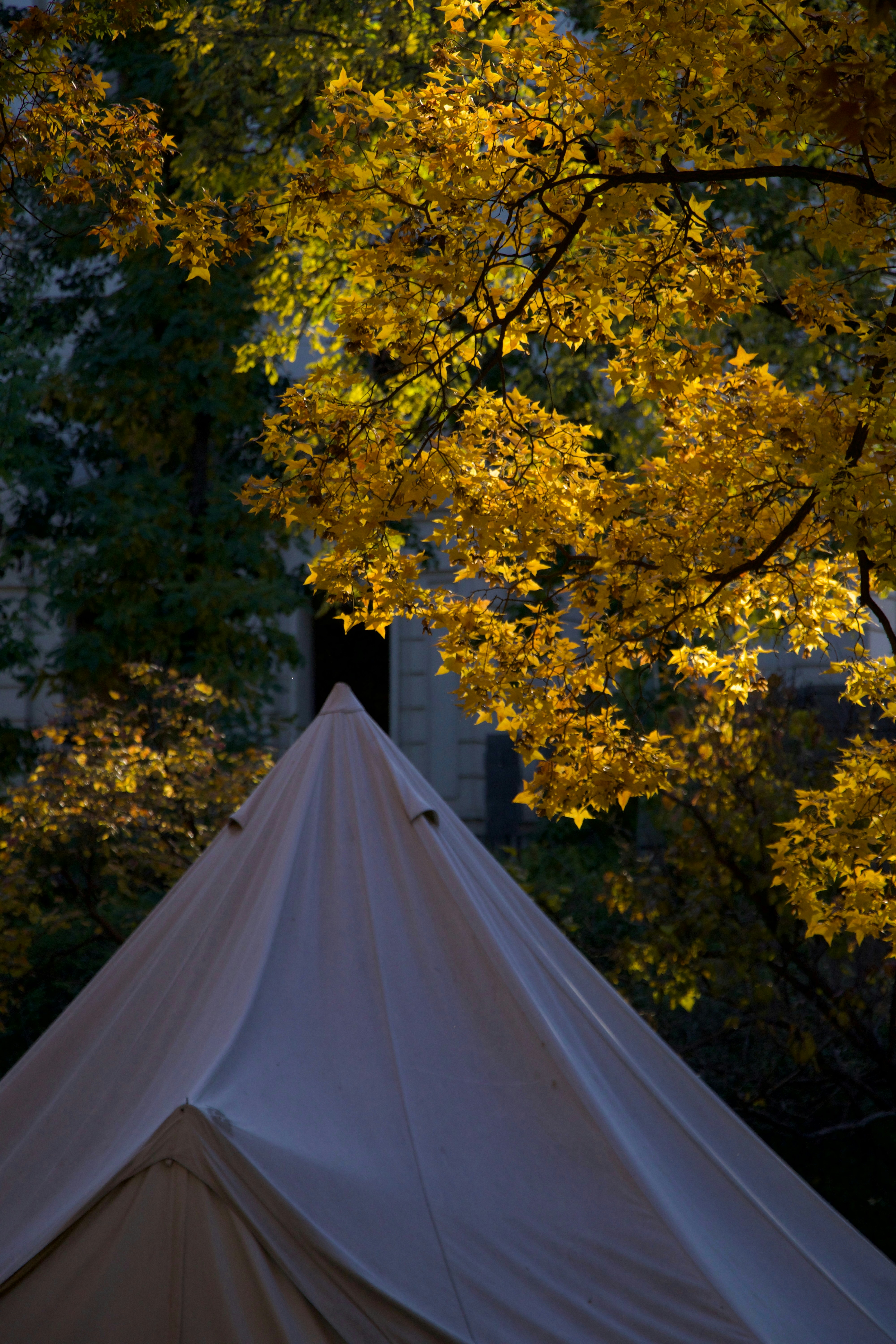 A white tent sitting under a tree filled with yellow leaves