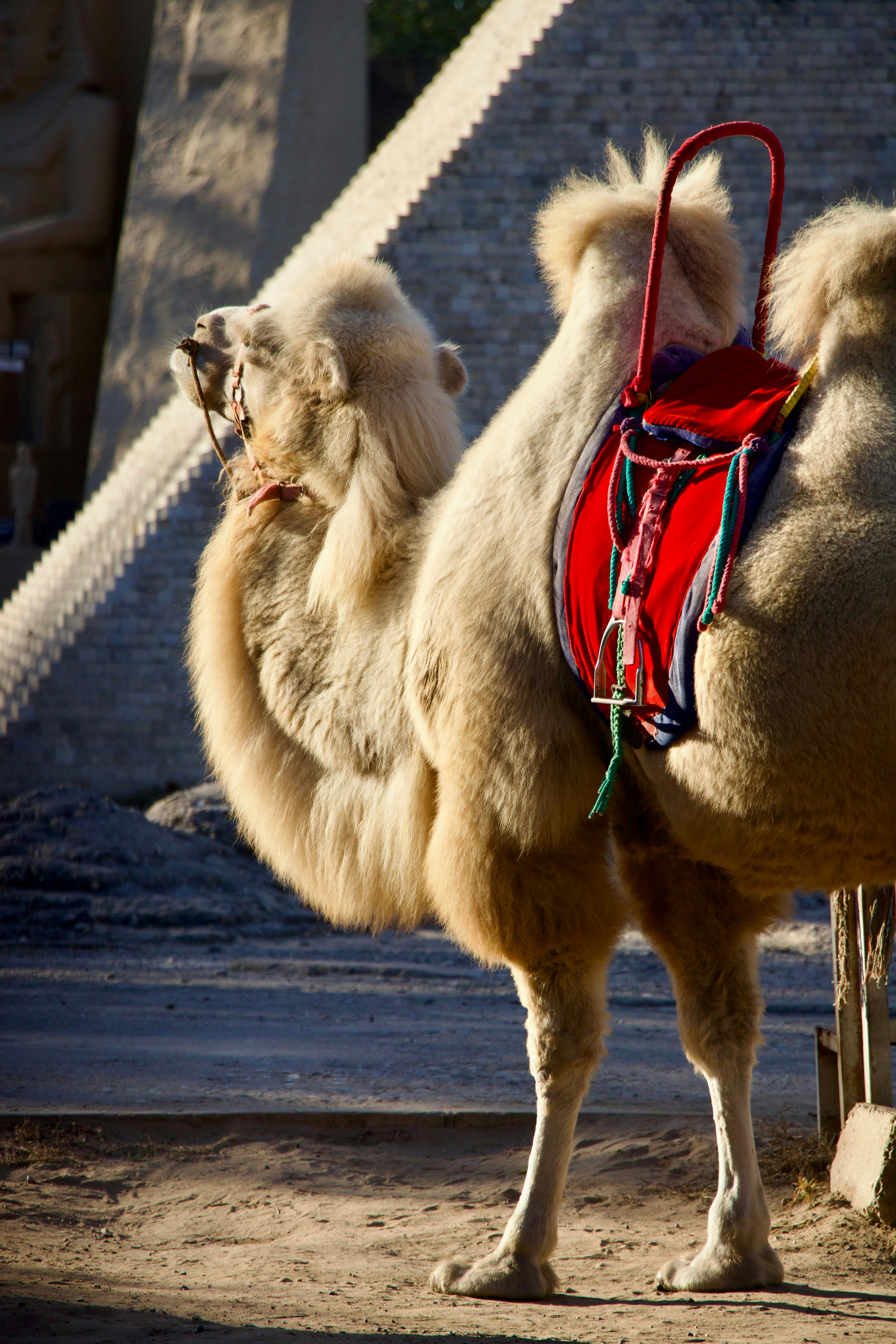 A camel with a saddle on its back