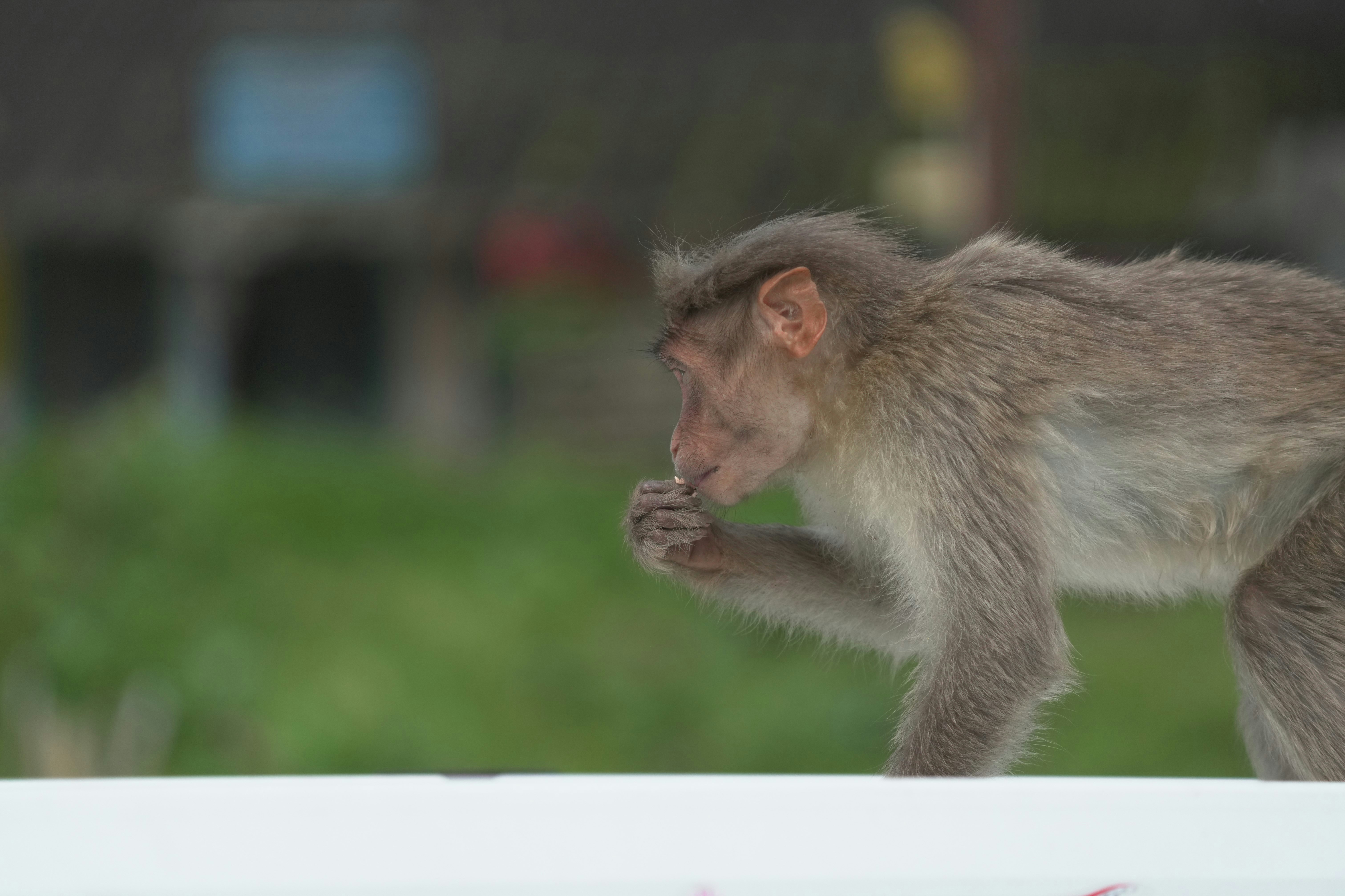 A monkey walking on top of a white wall