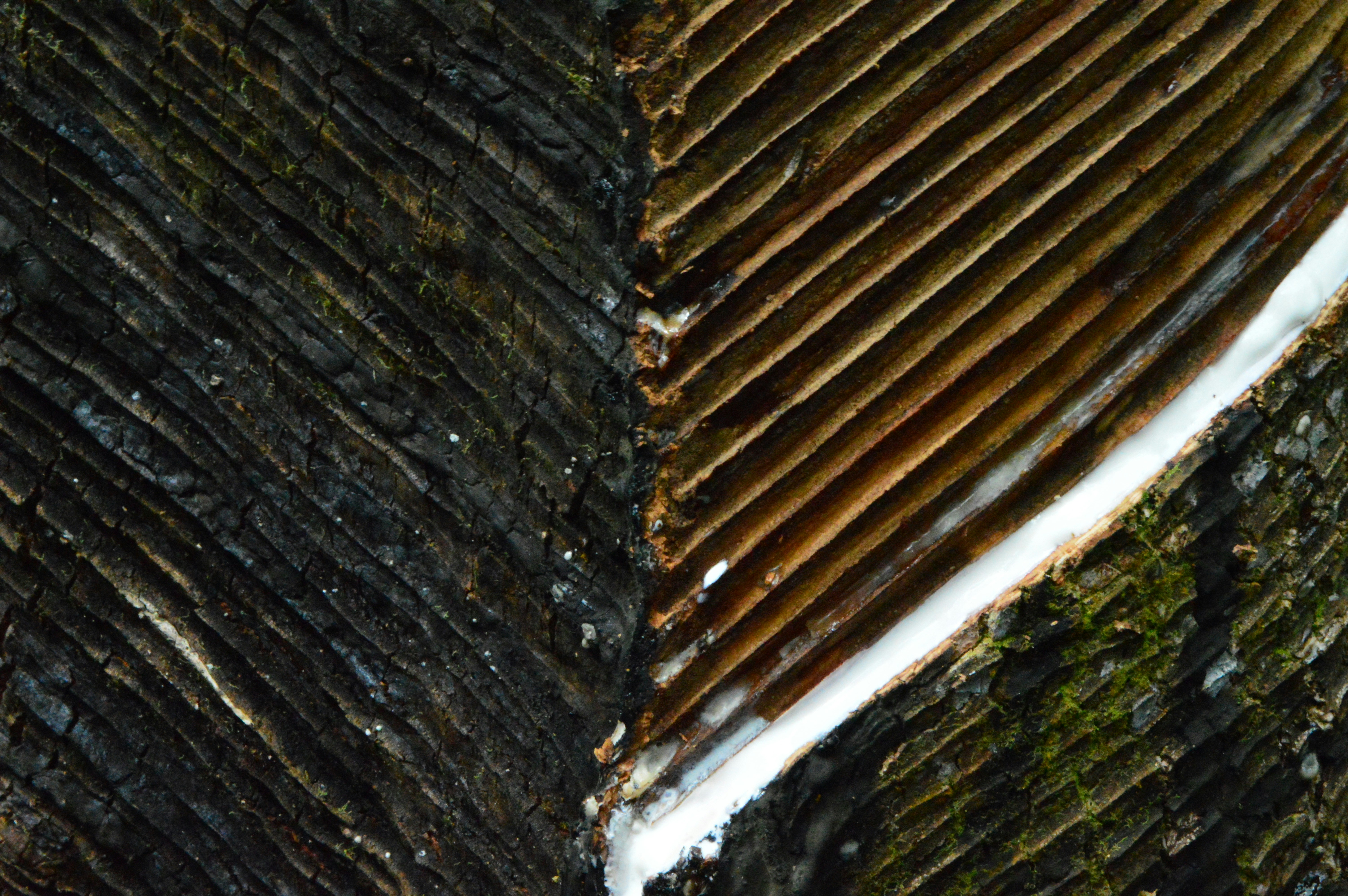 Photo by suryasalim_16