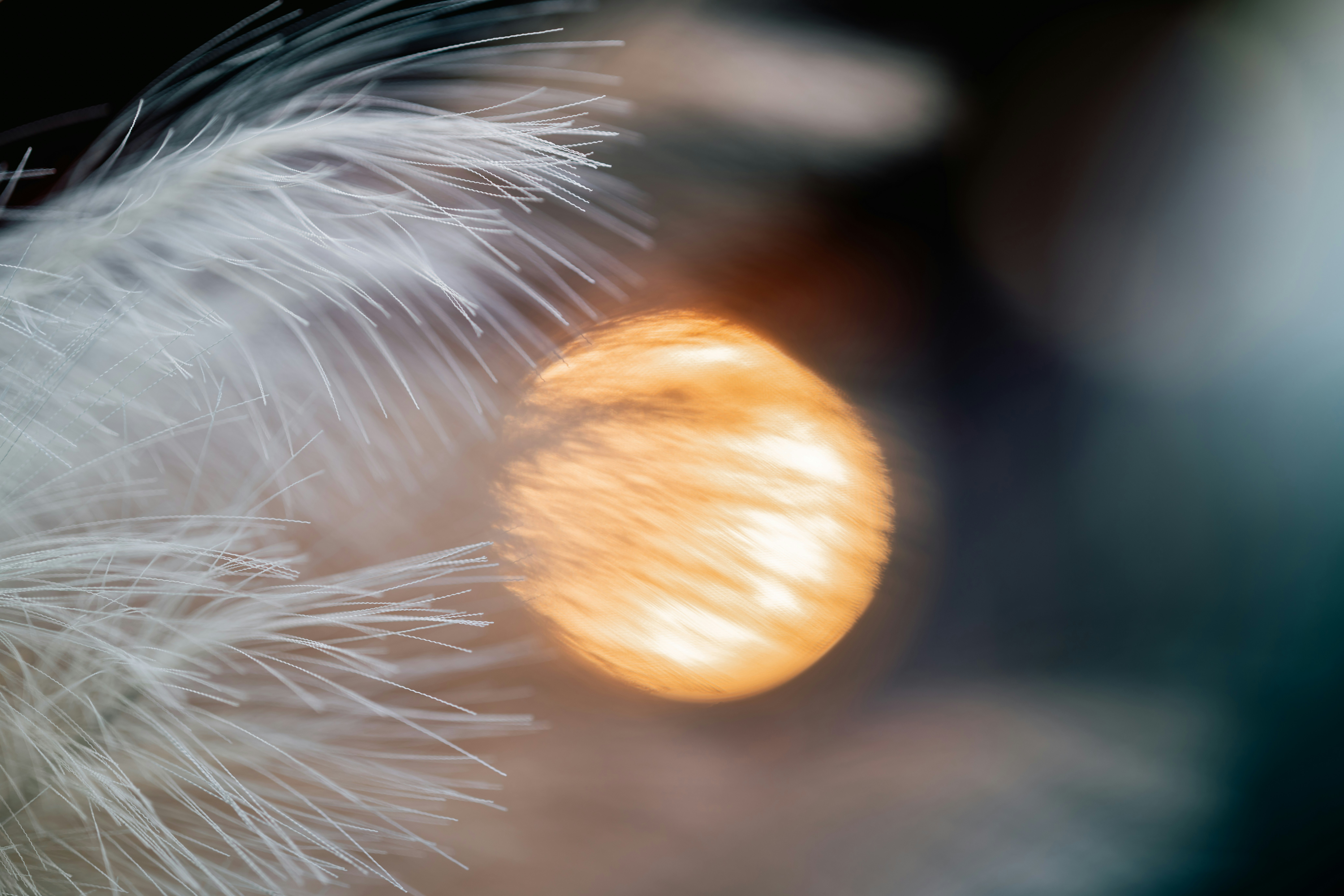 A close up of a white feather with a blurry background