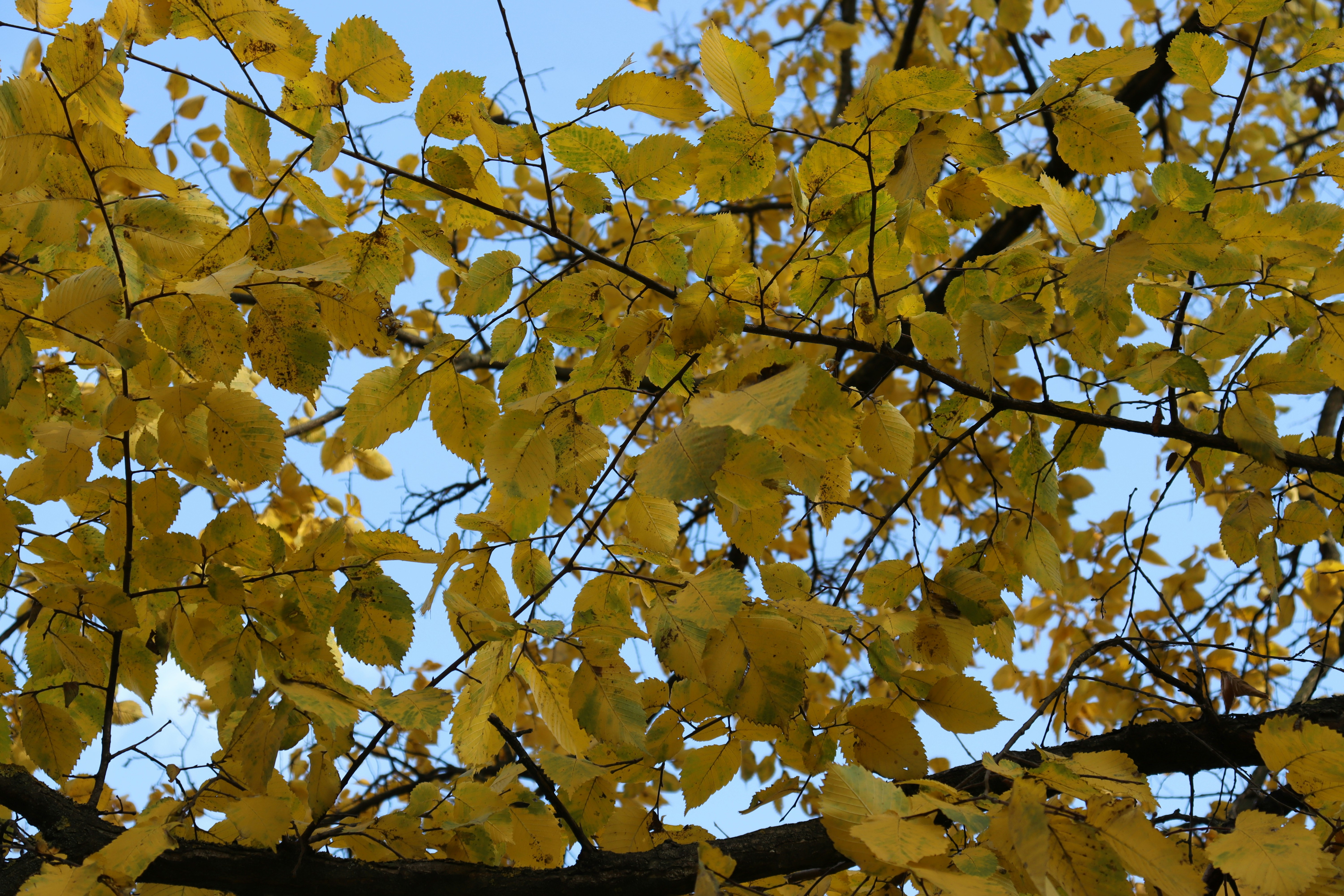 Photo by bored_mongoose