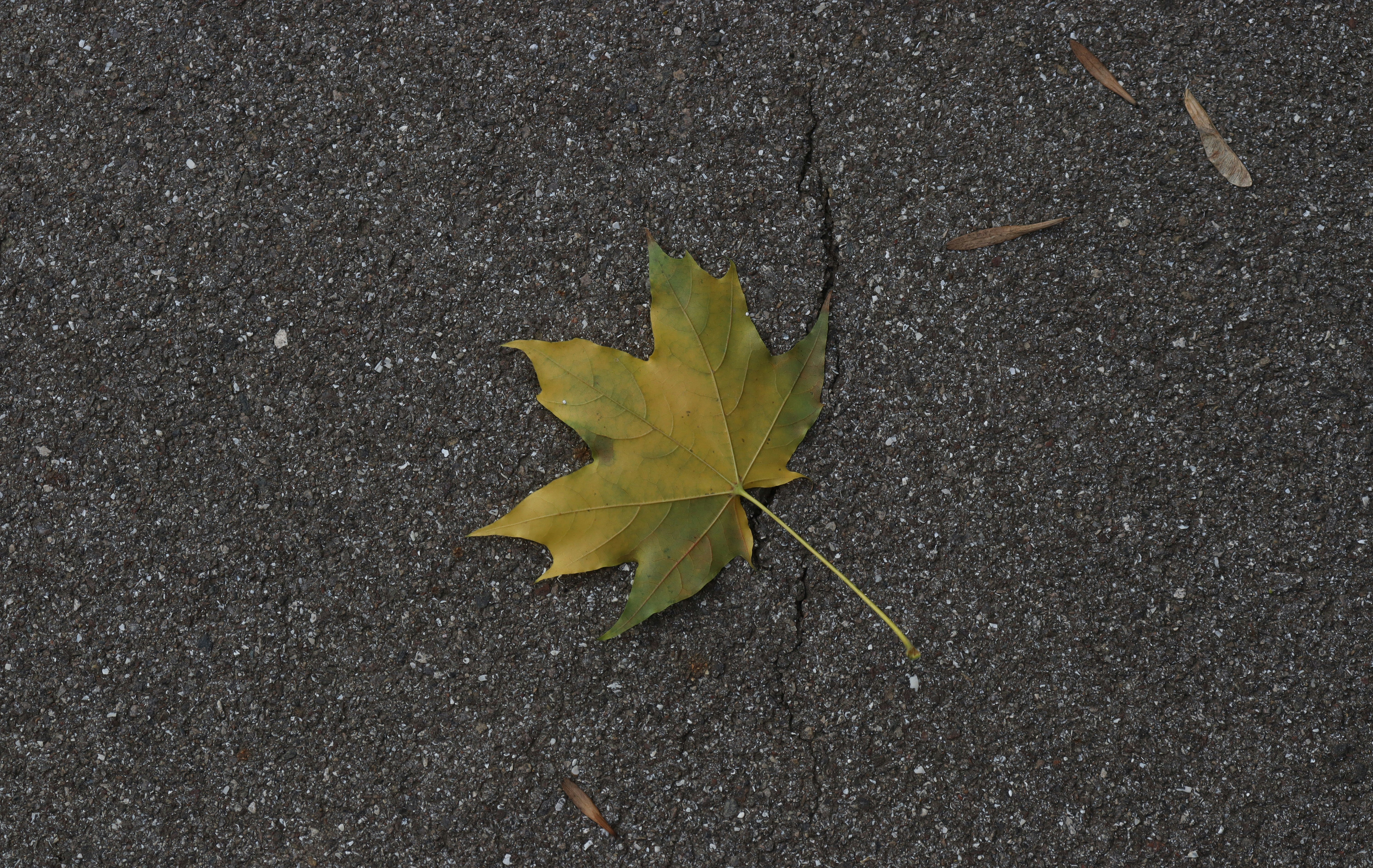 Photo by bored_mongoose