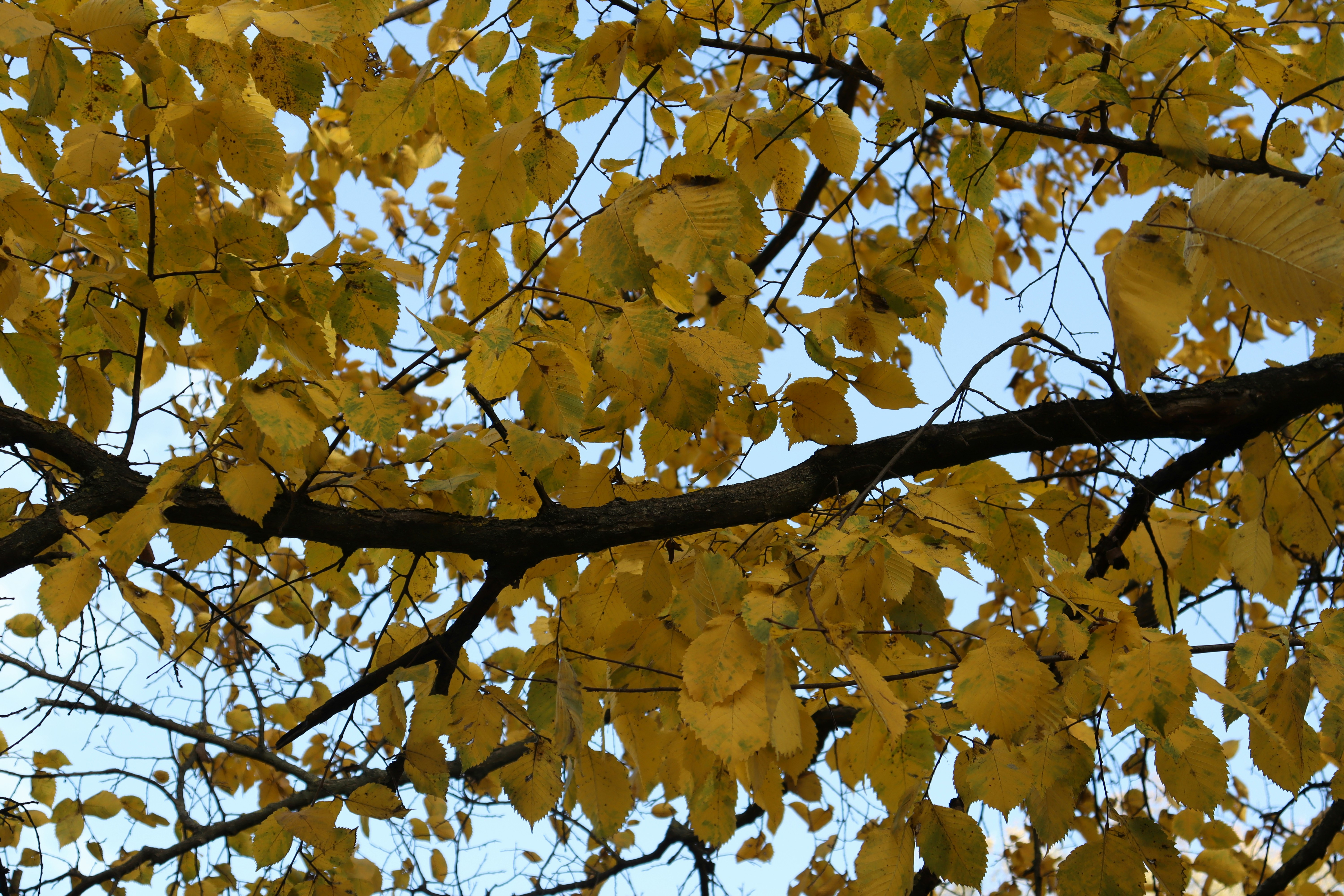 Photo by bored_mongoose