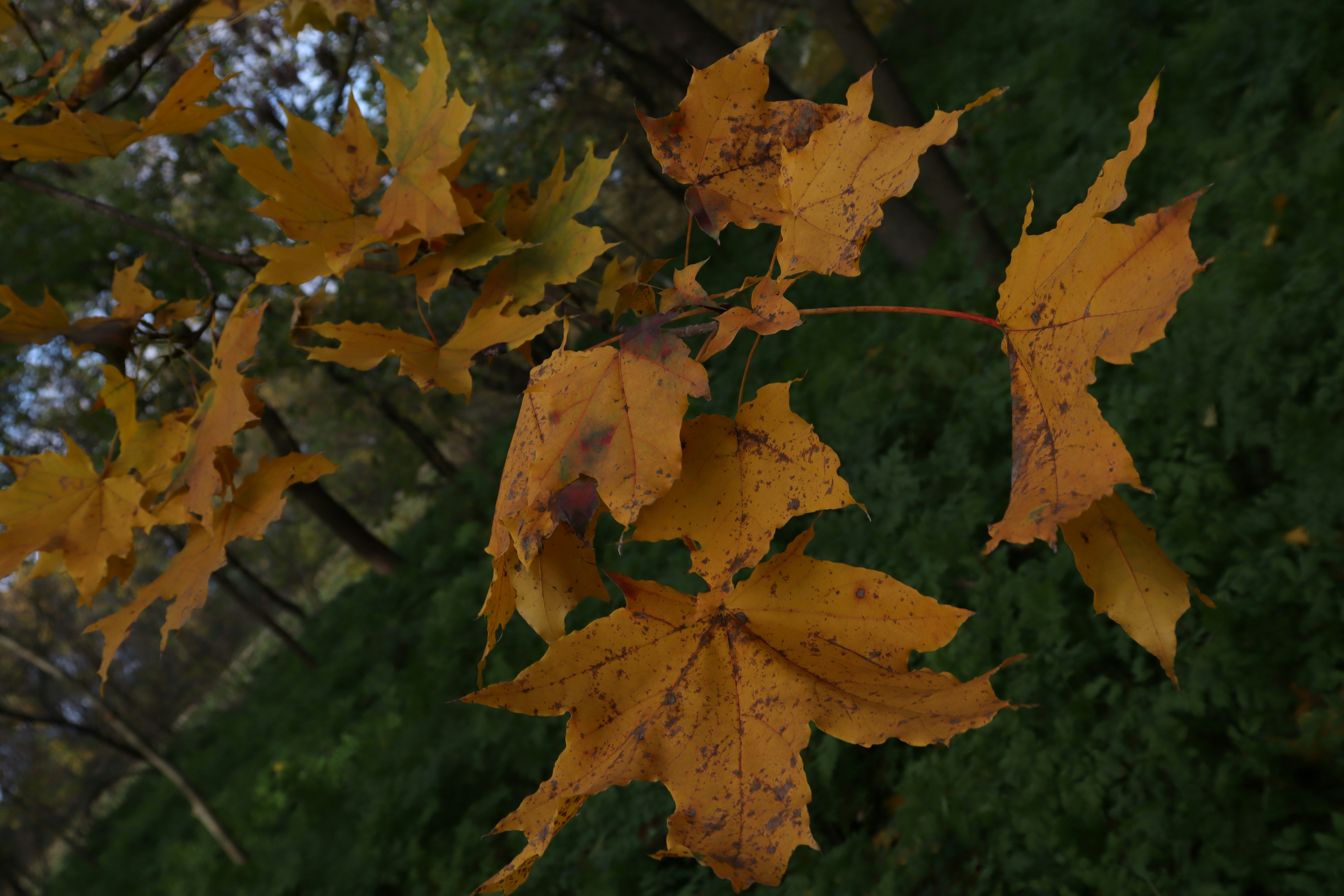 Un gros plan d’un arbre aux feuilles jaunes
