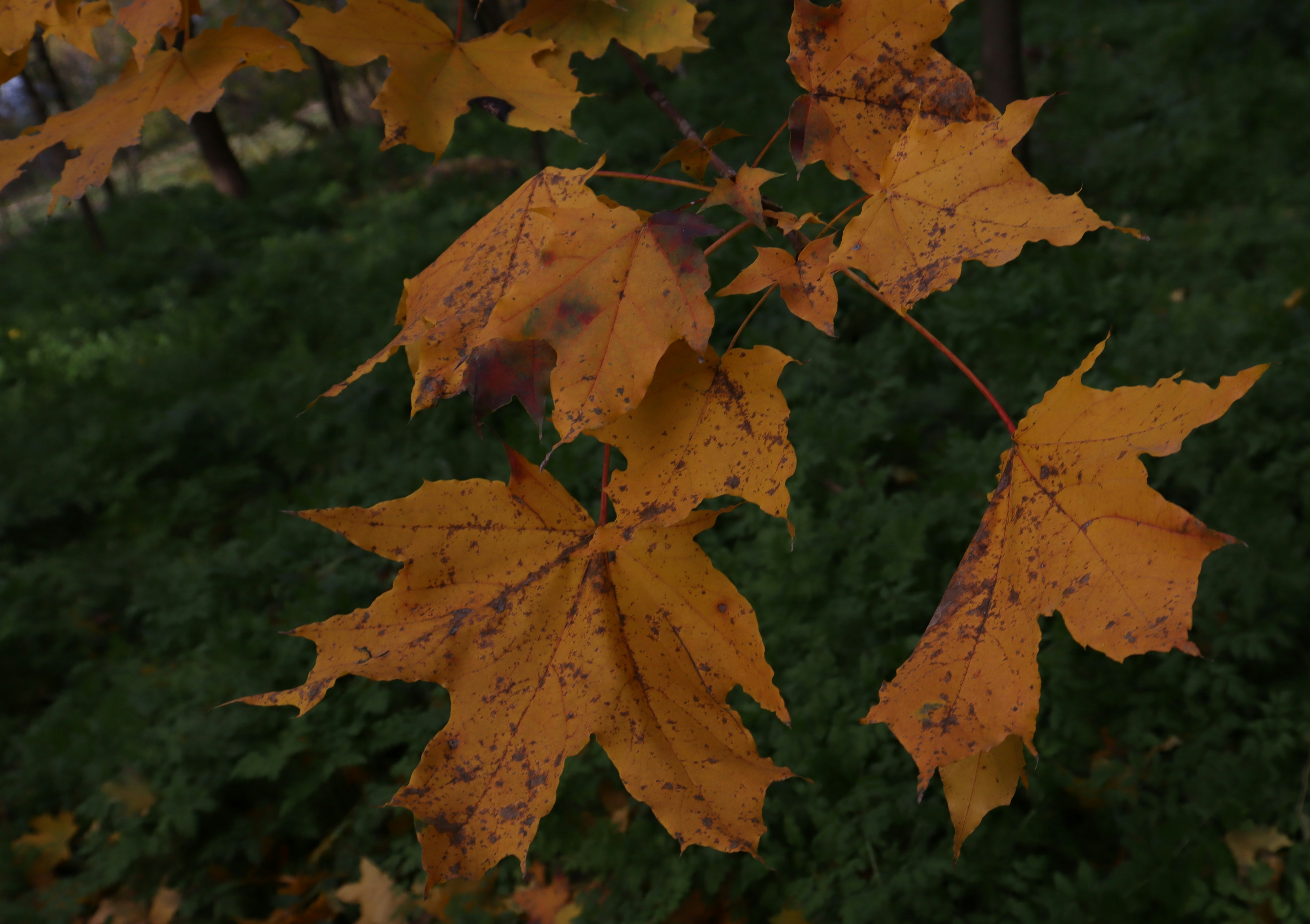 Un tas de feuilles qui sont sur le sol