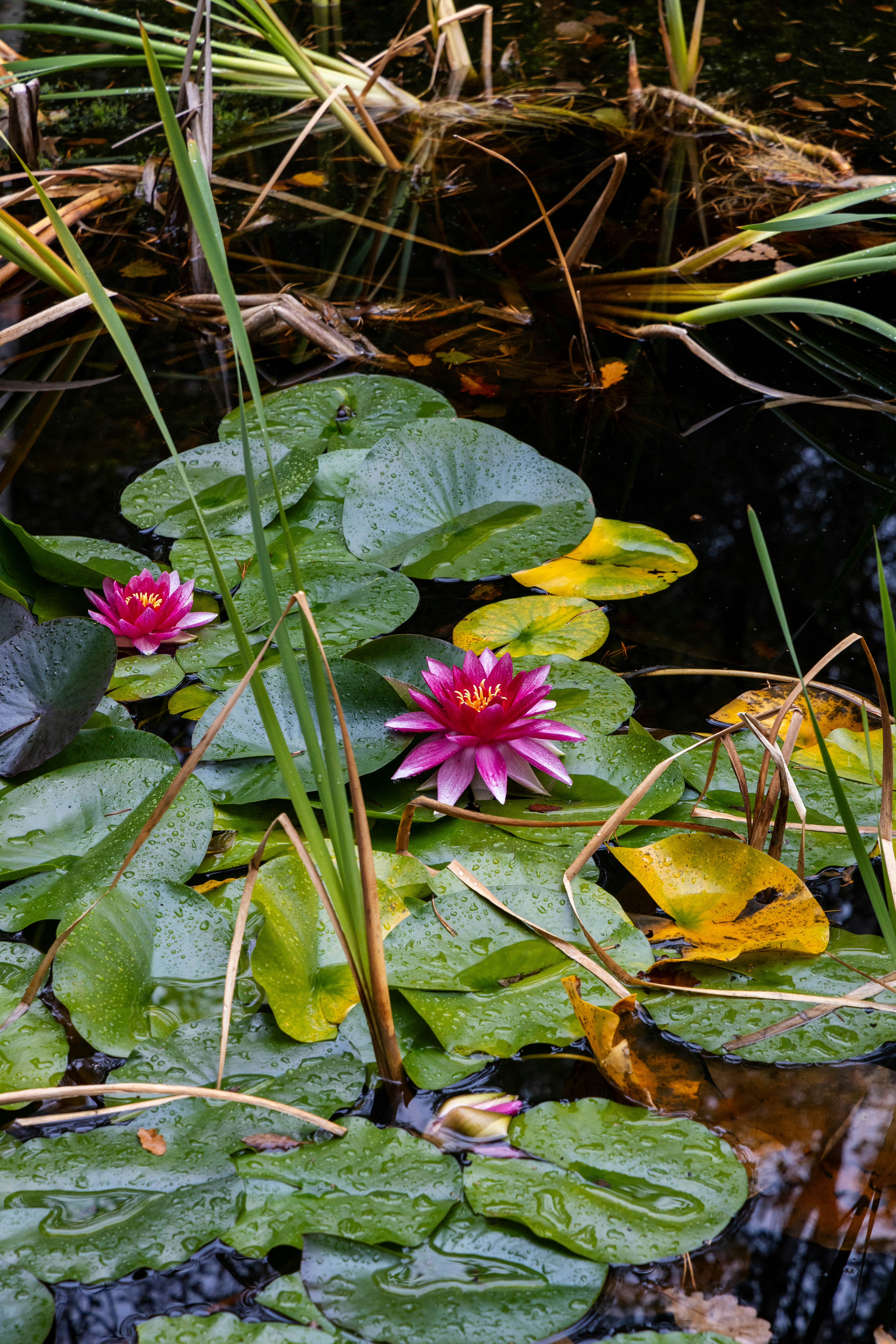 Ein paar rosa Blumen sitzen auf einer saftig grünen Wiese