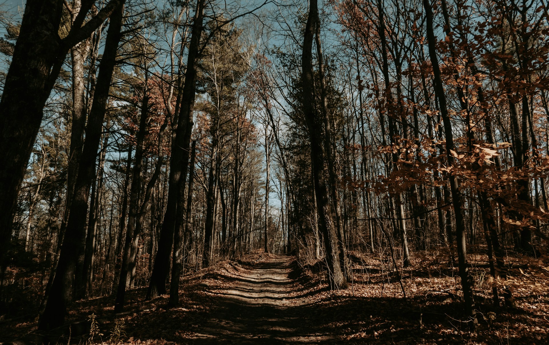 A dirt road in the middle of a forest