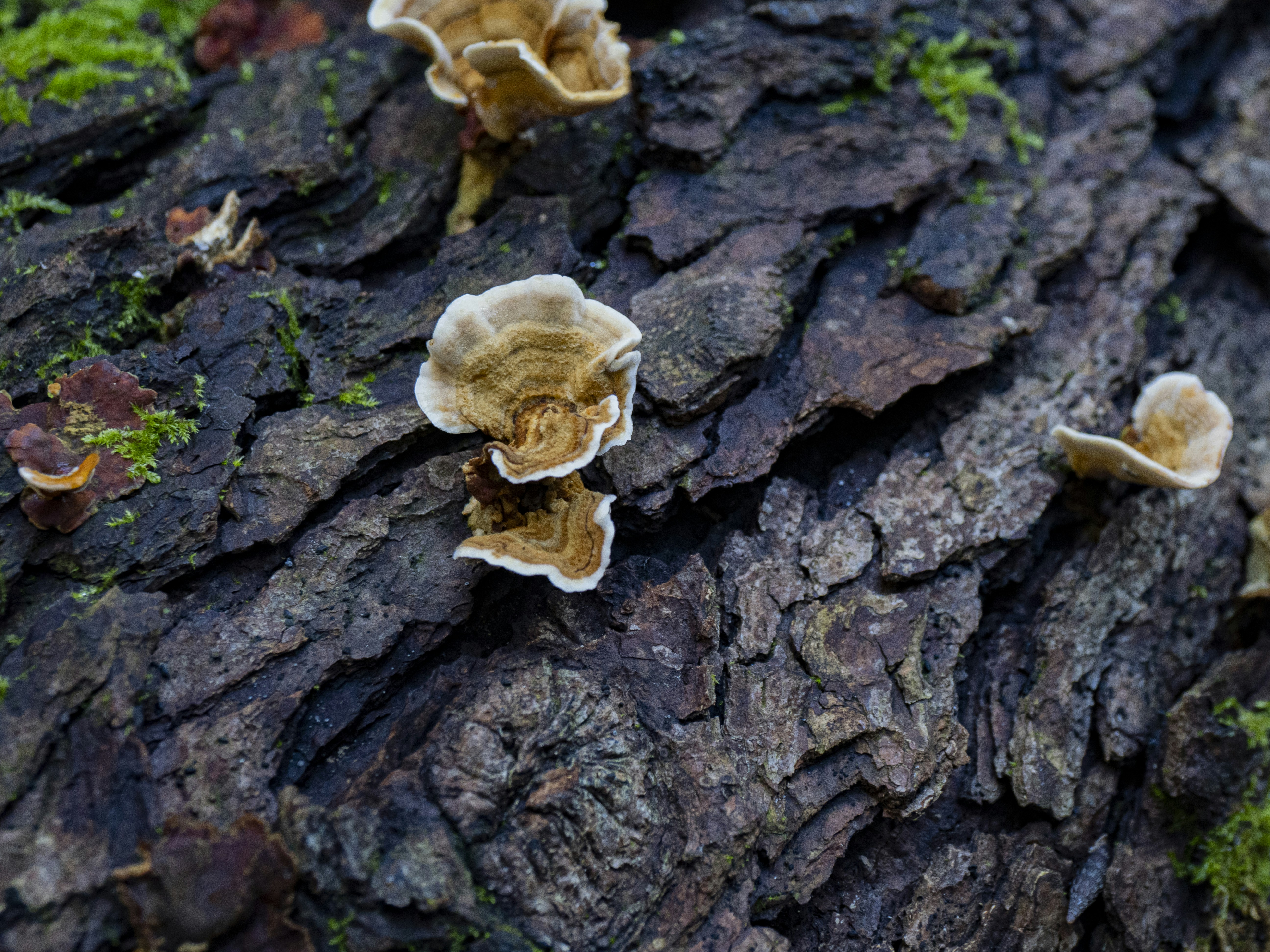 Photo by gopitri_prem