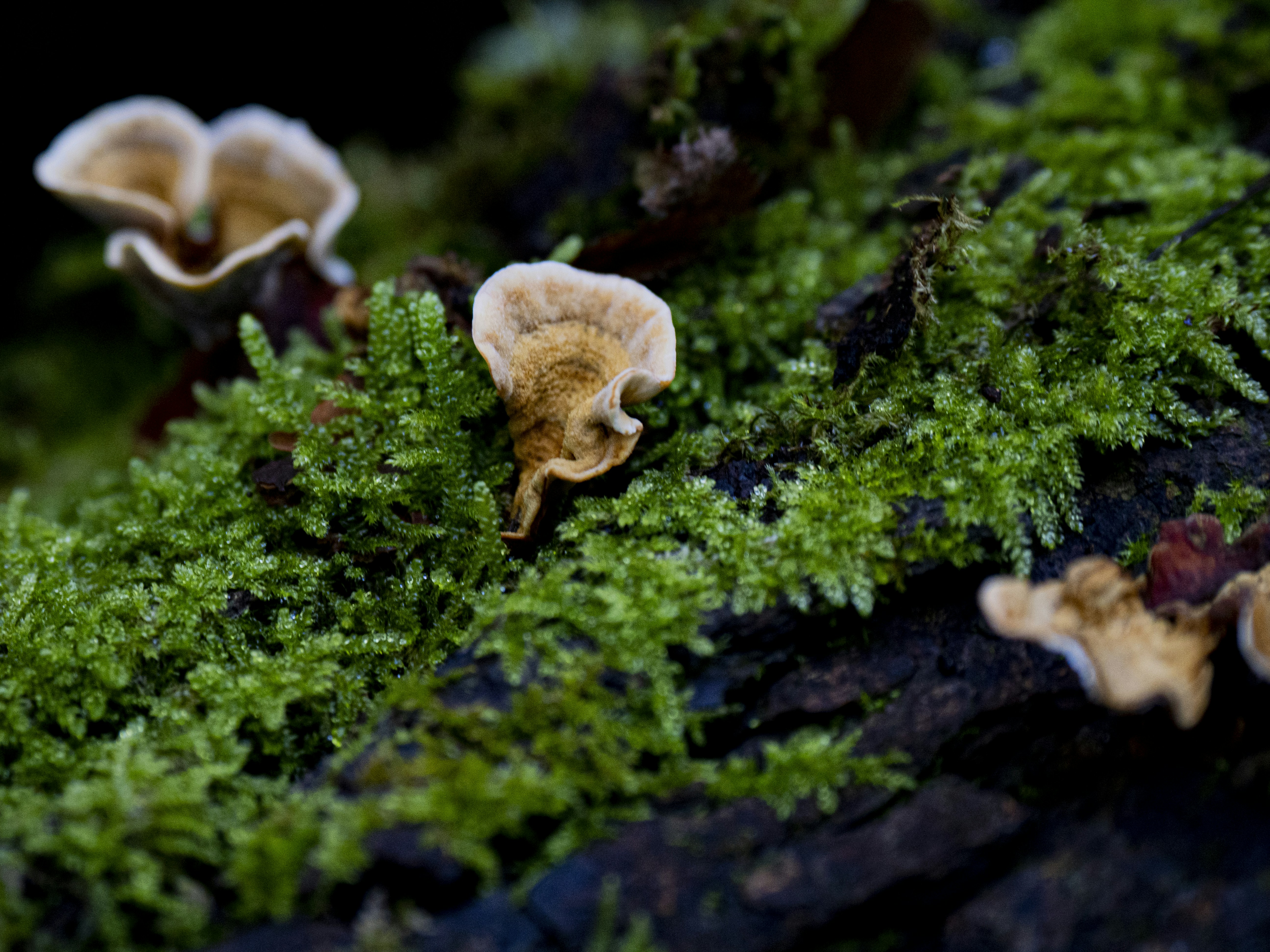 Photo by gopitri_prem