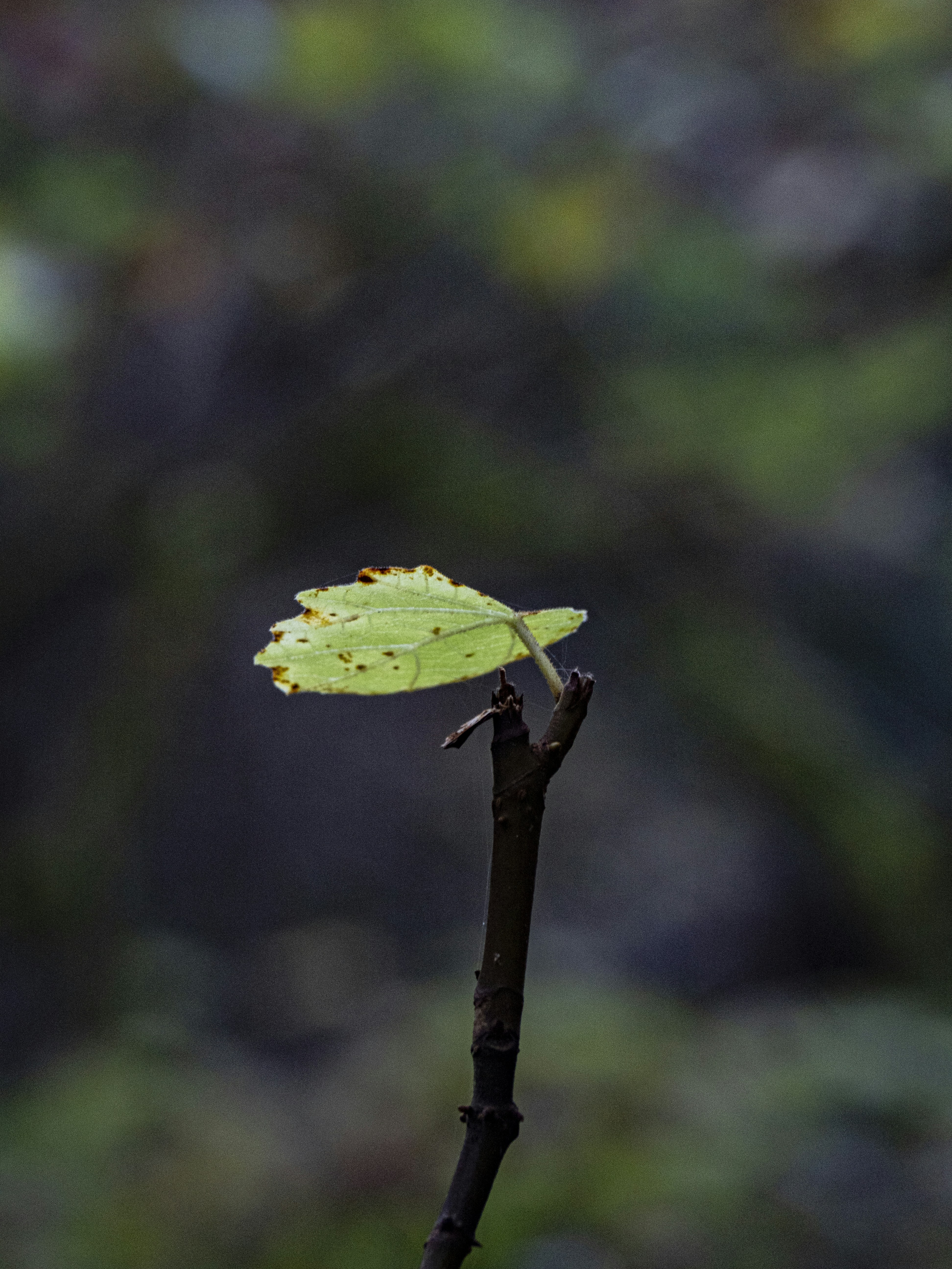 Photo by gopitri_prem