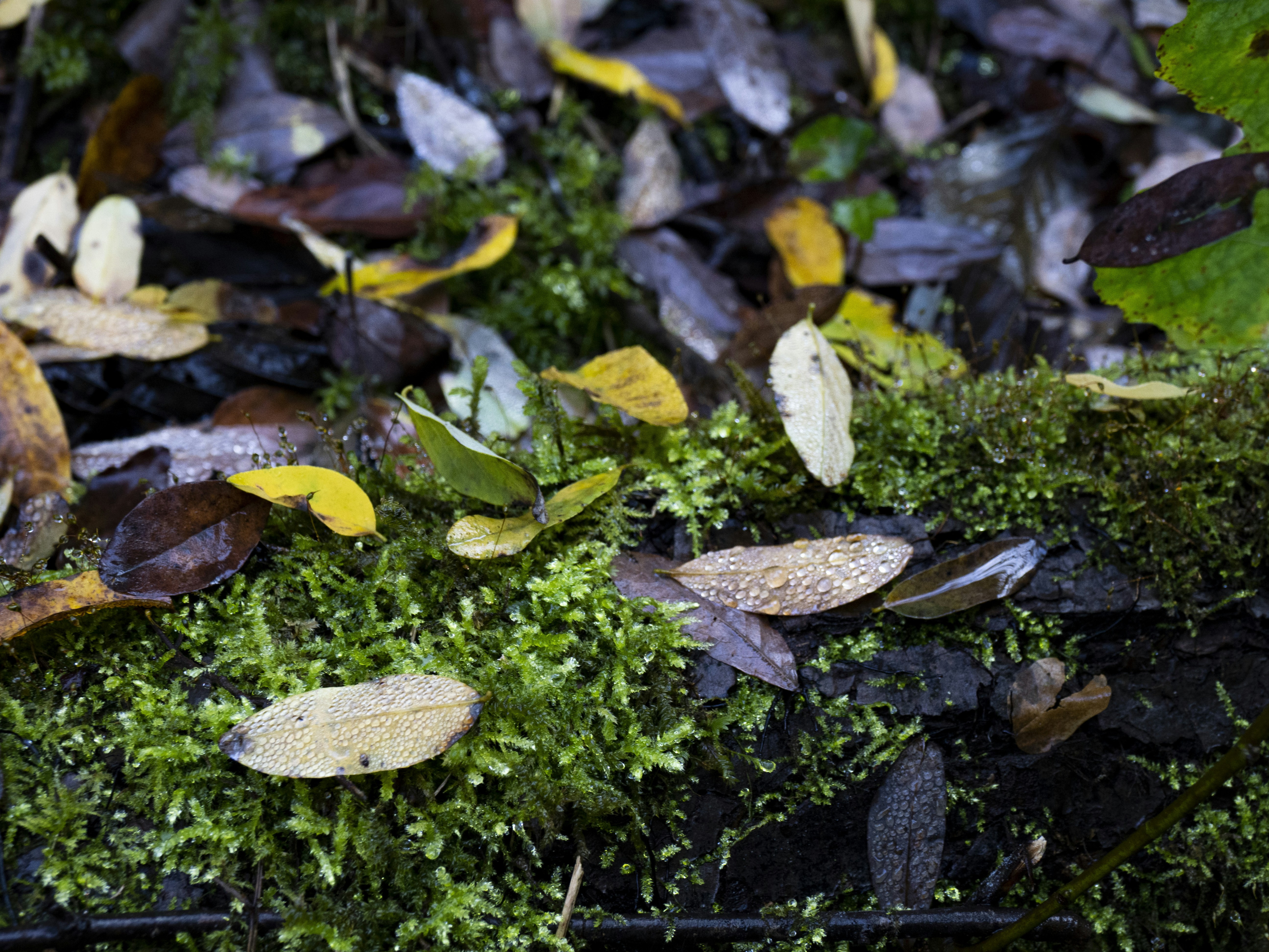 Photo by gopitri_prem