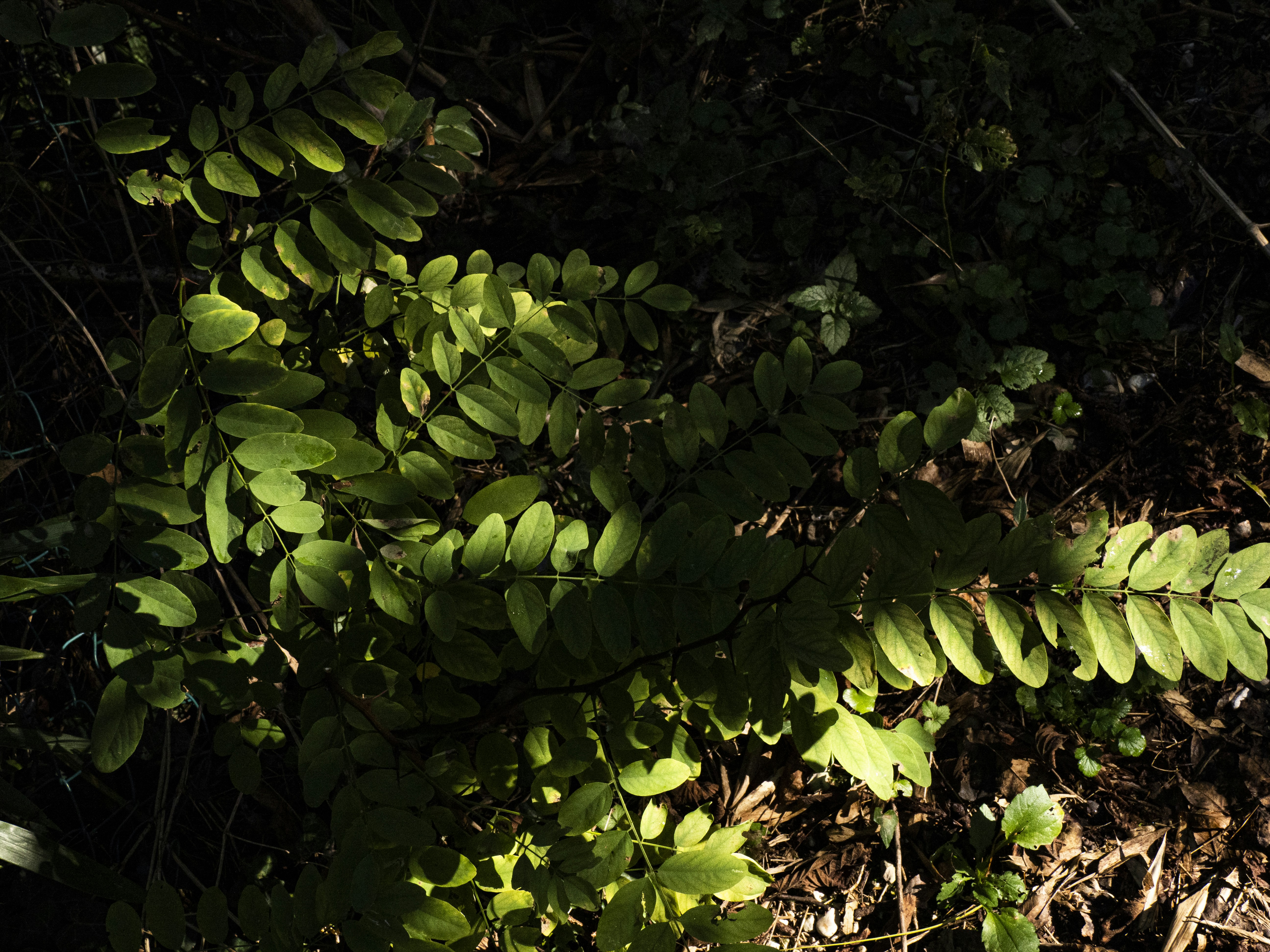 Photo by gopitri_prem