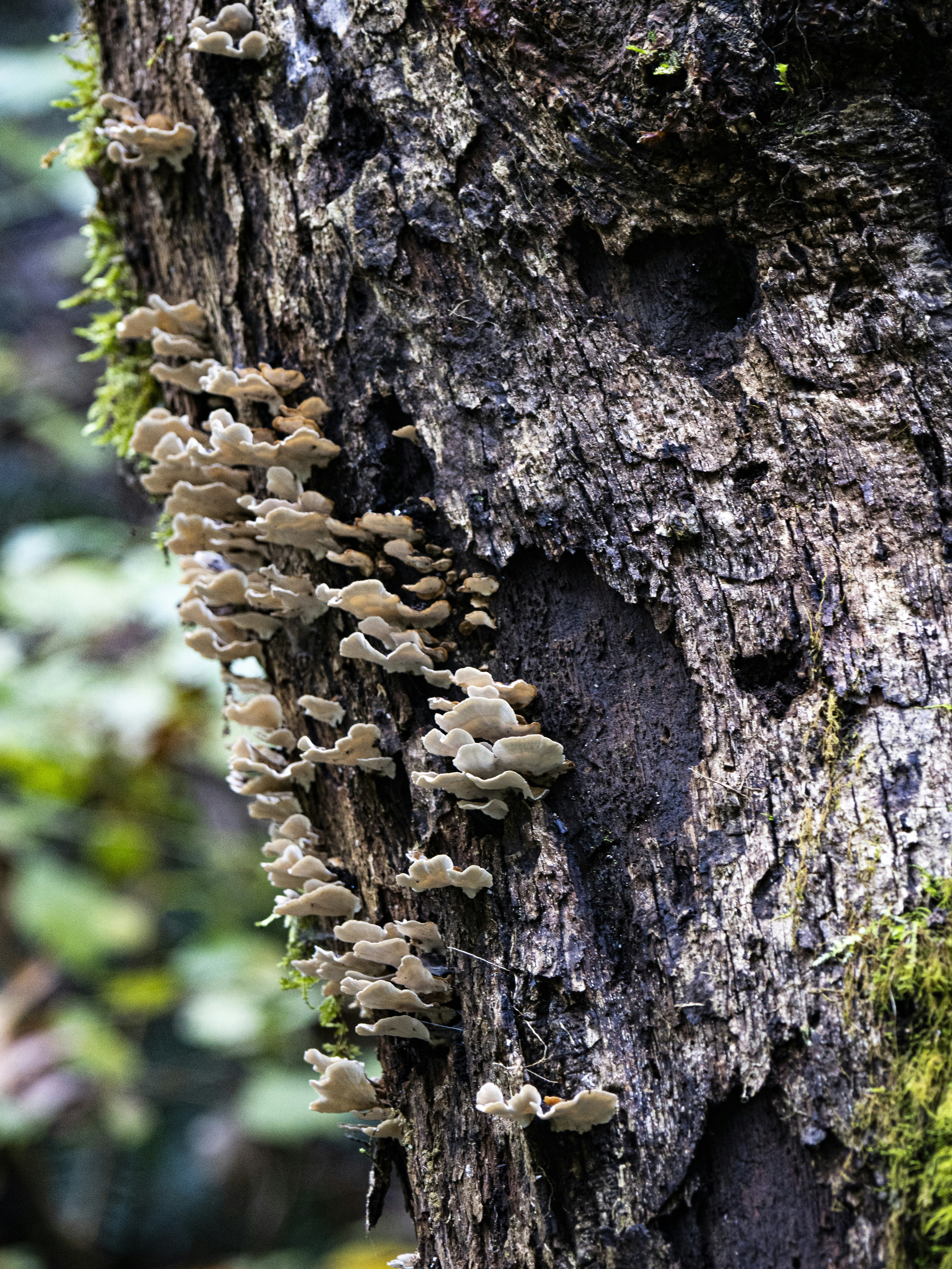 Photo by gopitri_prem