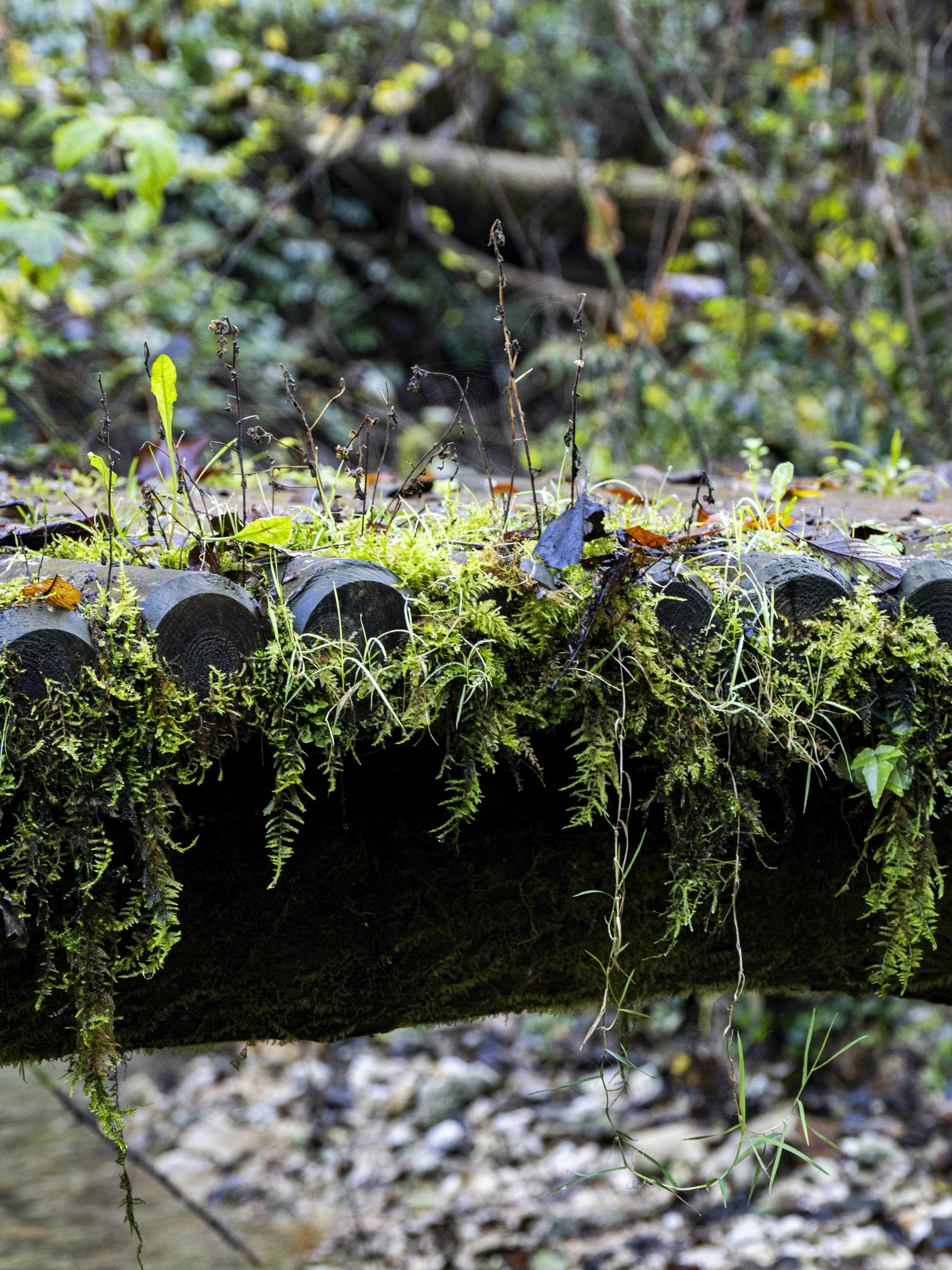 Photo by gopitri_prem